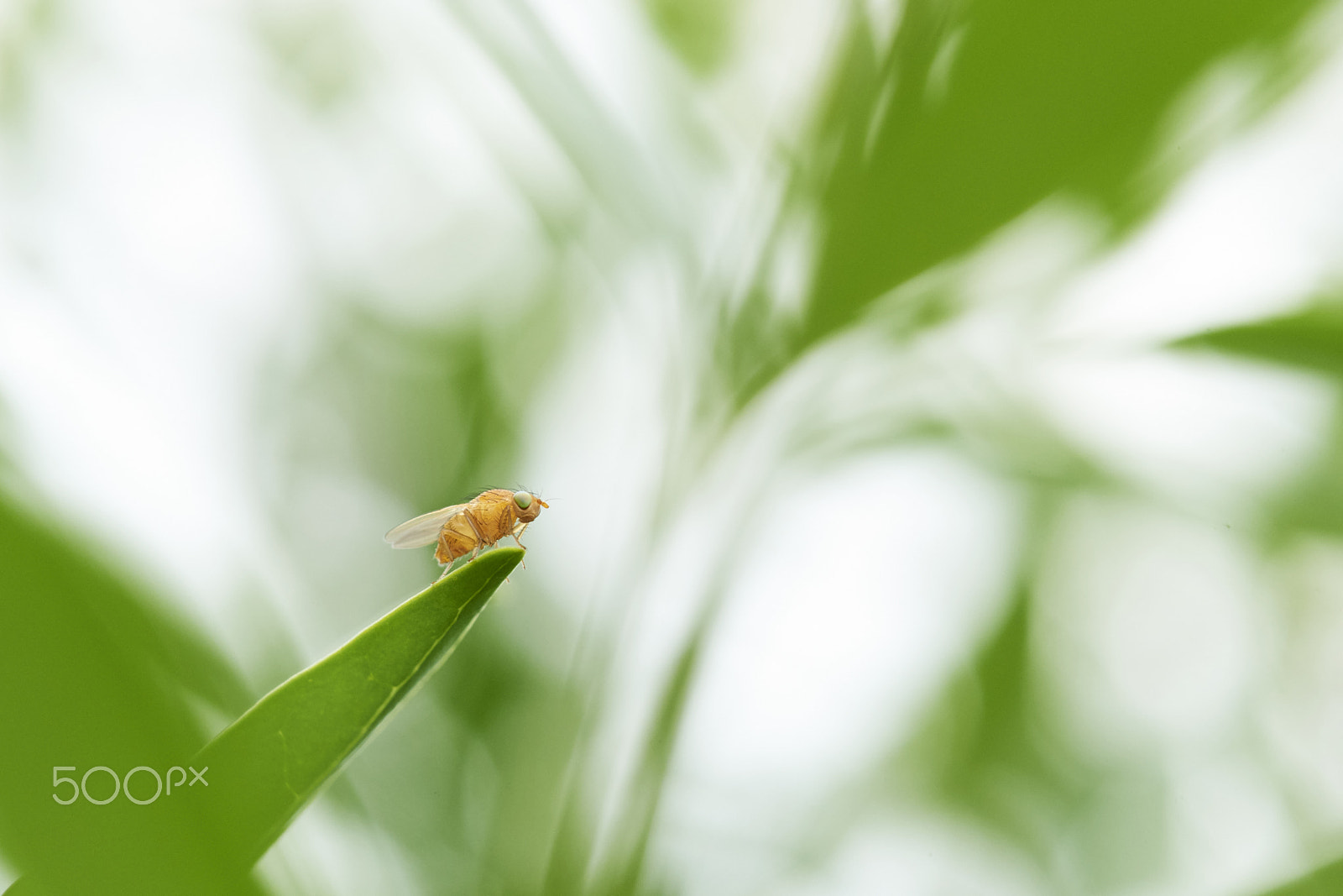 Sony a99 II + Tamron SP AF 90mm F2.8 Di Macro sample photo. Fly on a leaf photography