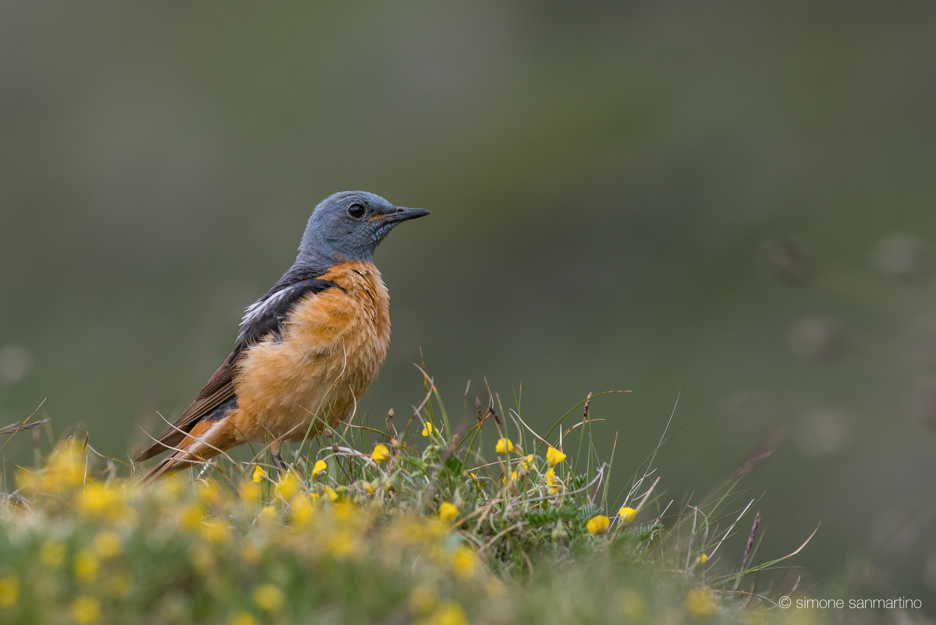 Nikon D750 + Sigma 500mm F4.5 EX DG HSM sample photo. Rockthrush - codirossone photography