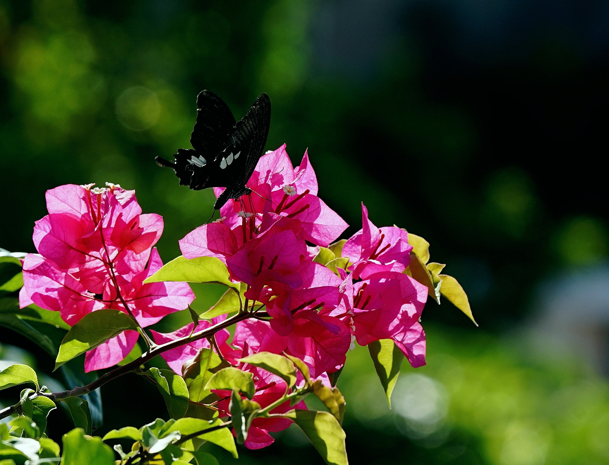 Sony 70-400mm F4-5.6 G SSM II sample photo. Untitled photography