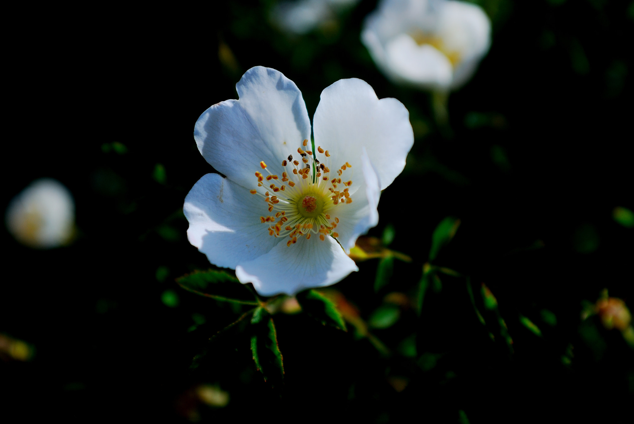 AF Zoom-Nikkor 28-85mm f/3.5-4.5 sample photo. One day with the camera photography