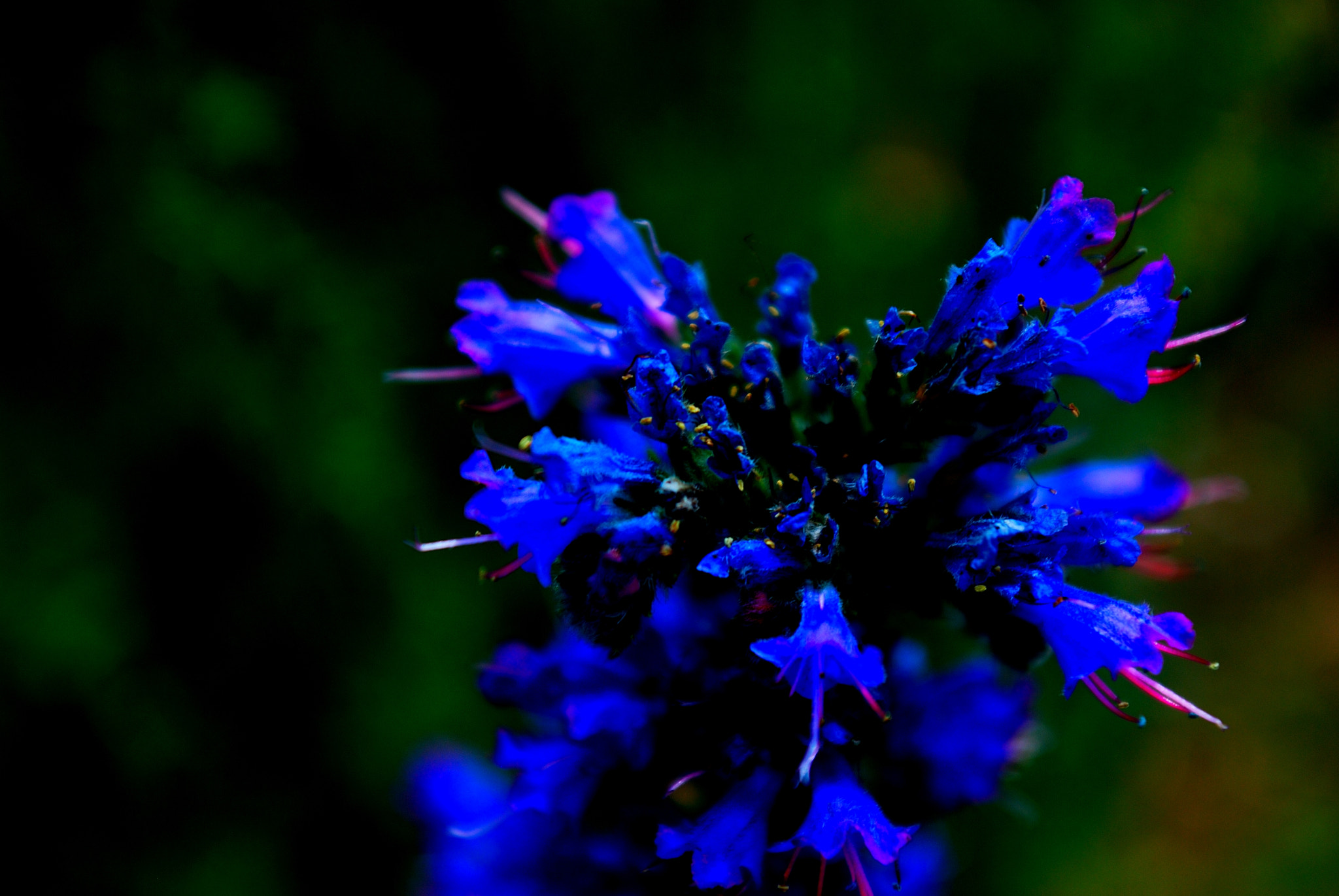 AF Zoom-Nikkor 28-85mm f/3.5-4.5 sample photo. One day with the camera photography