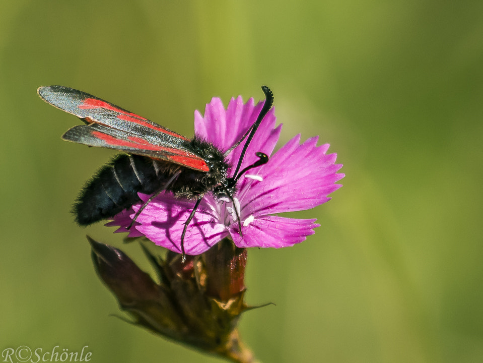 Panasonic DMC-G70 sample photo. Thymian-widderchen (zygaena purpuralis) photography
