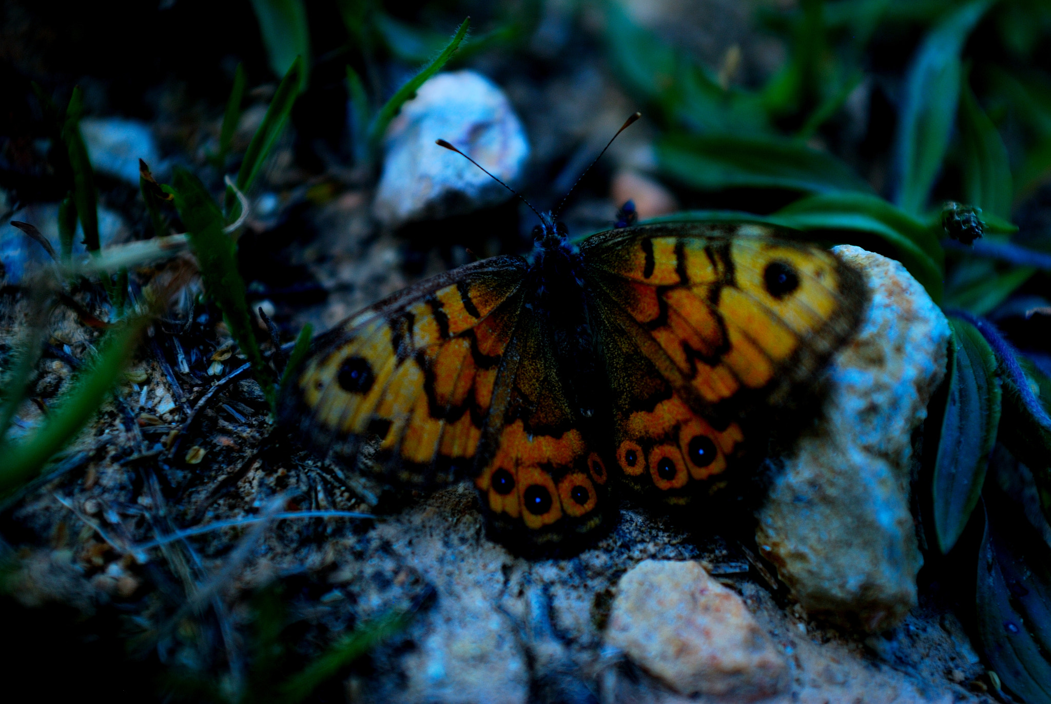 AF Zoom-Nikkor 28-85mm f/3.5-4.5 sample photo. One day with the camera photography