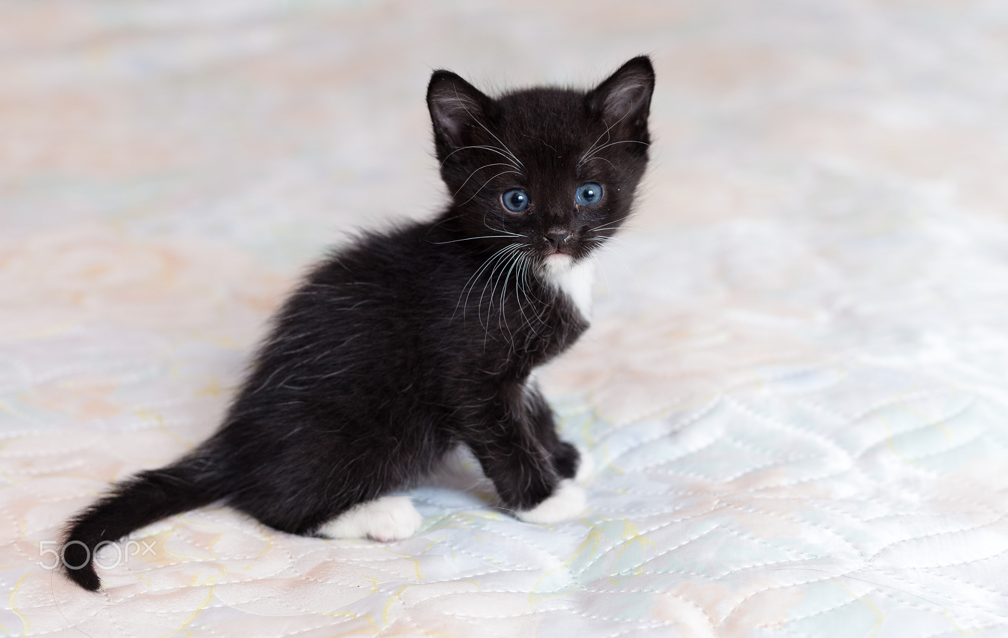 Frightened black kitten on the bed