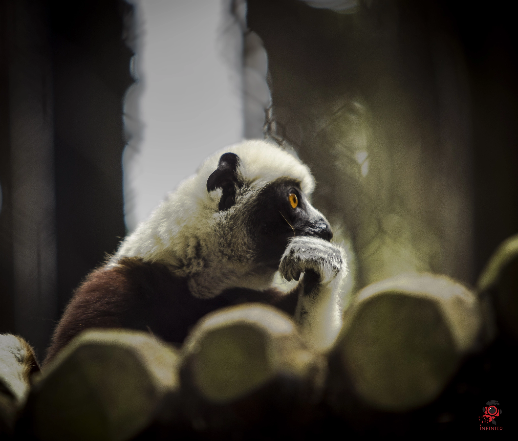 Canon EF 70-200mm F2.8L USM sample photo. Coquerel's sifaka photography