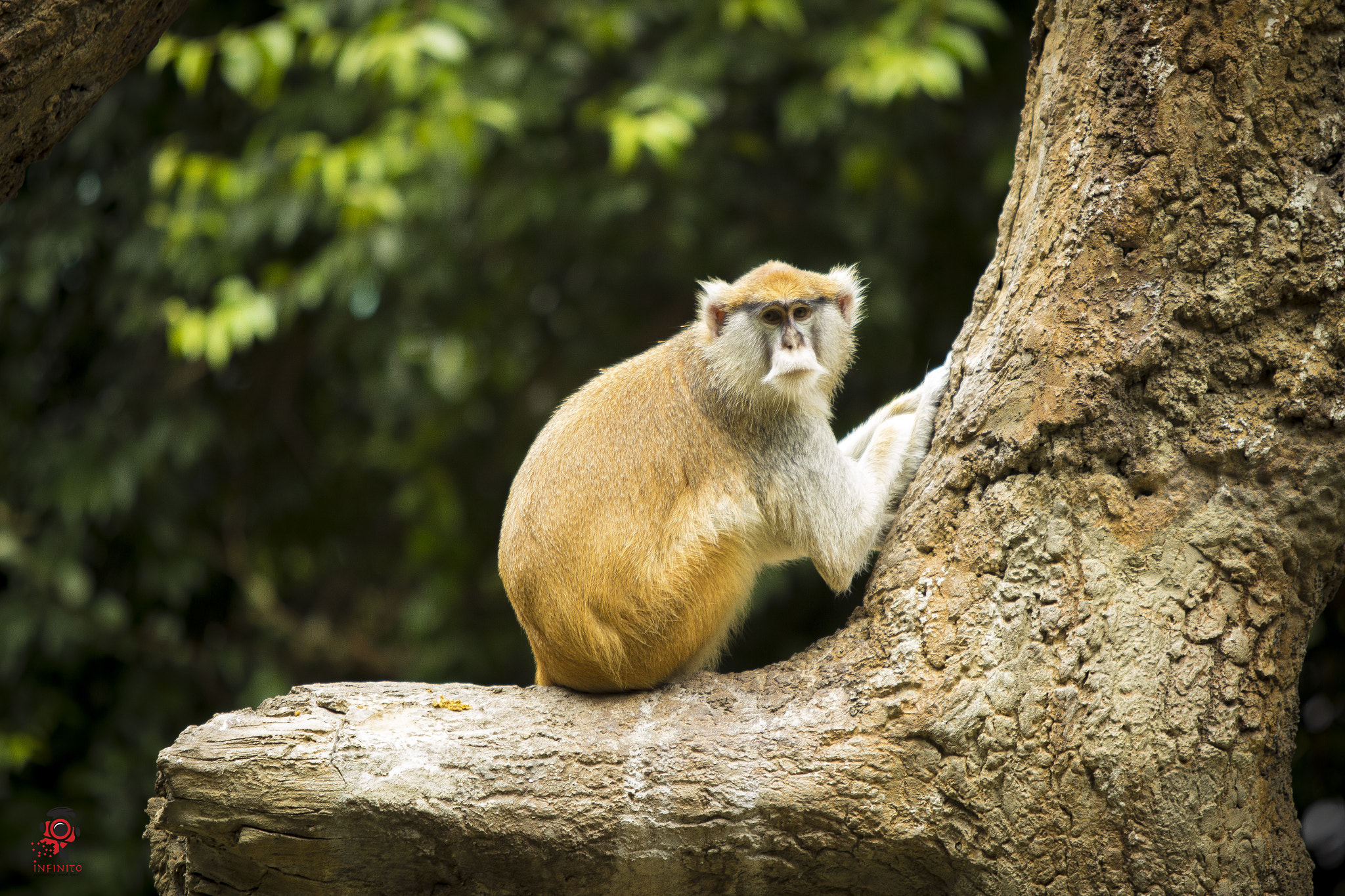 Canon EF 70-200mm F2.8L USM sample photo. Monkey's day out photography