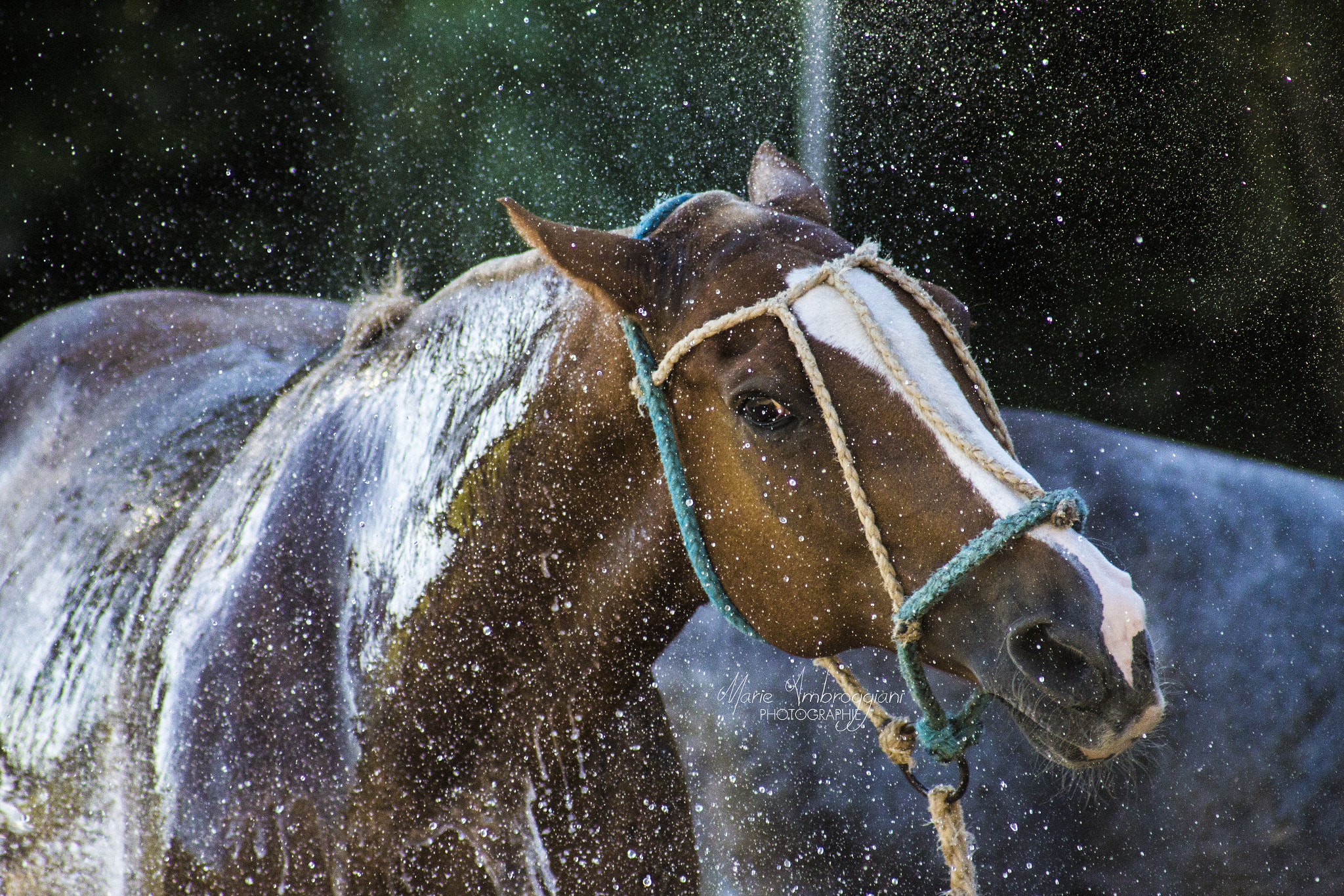 Canon EF 100-300mm F4.5-5.6 USM sample photo. Hot summer photography