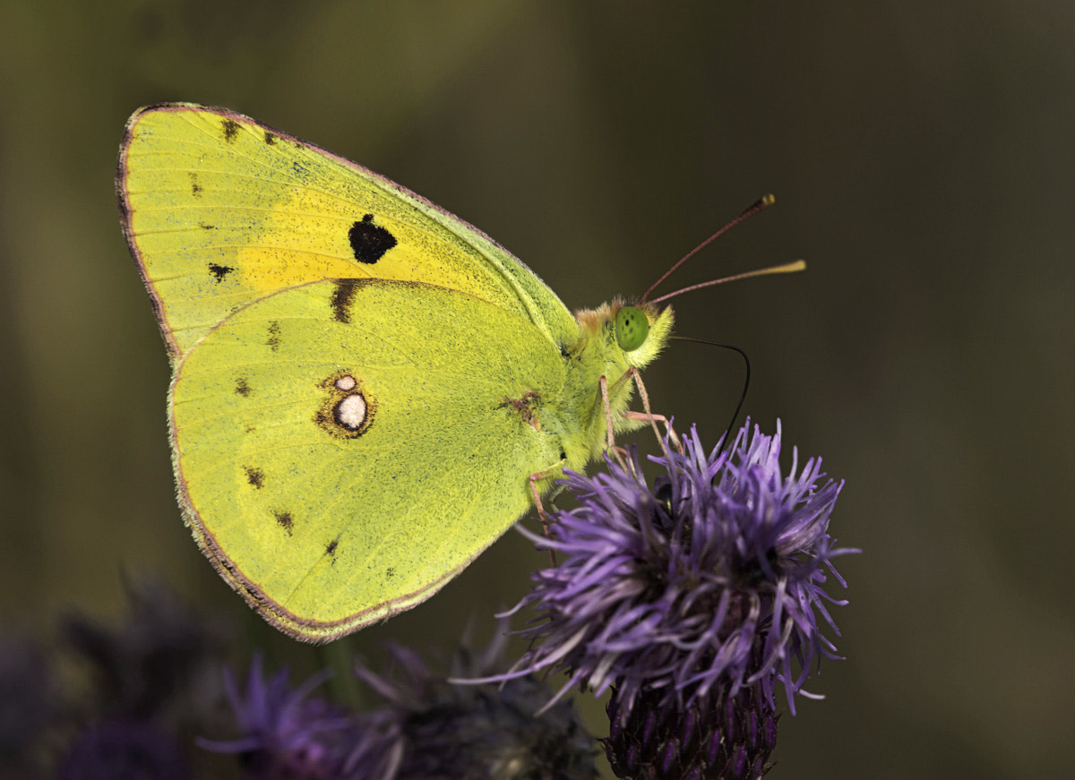 Sigma APO Macro 150mm f/2.8 EX DG HSM sample photo. Pale clouded yellow photography
