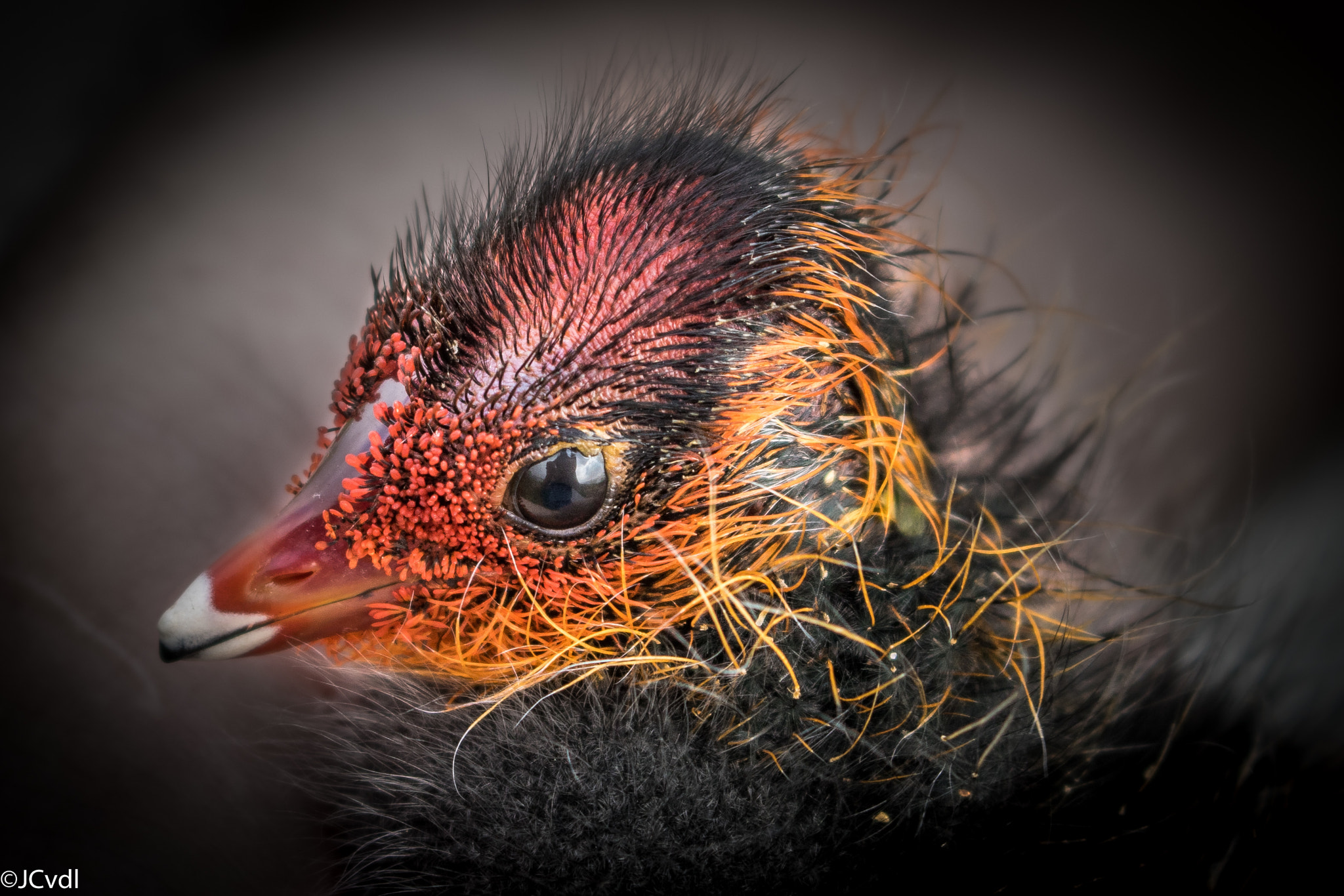 Canon EOS 7D Mark II + Canon EF-S 18-55mm F3.5-5.6 IS STM sample photo. Young coot photography