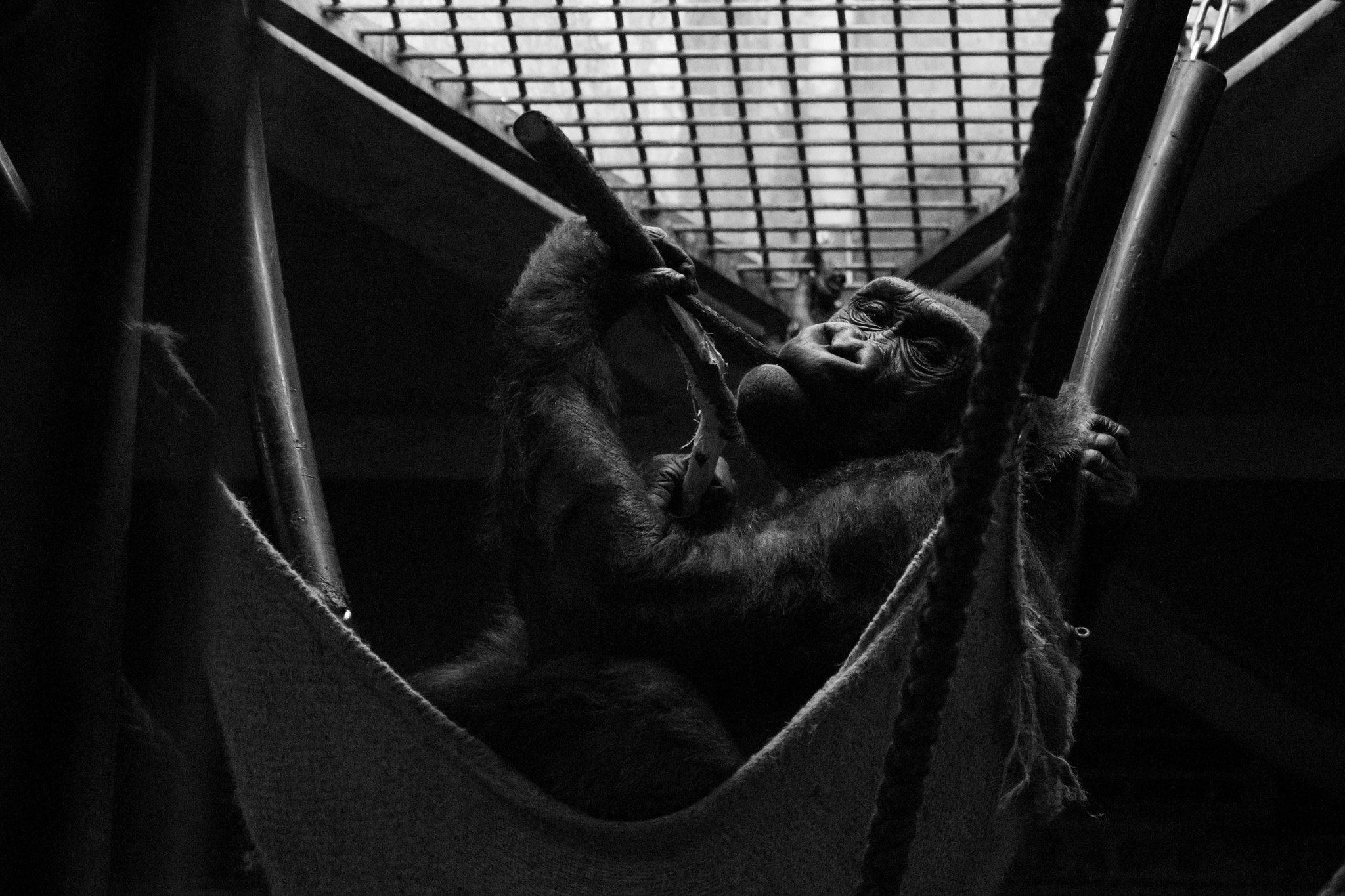 Canon EF 70-300mm F4-5.6L IS USM sample photo. Gorilla photography