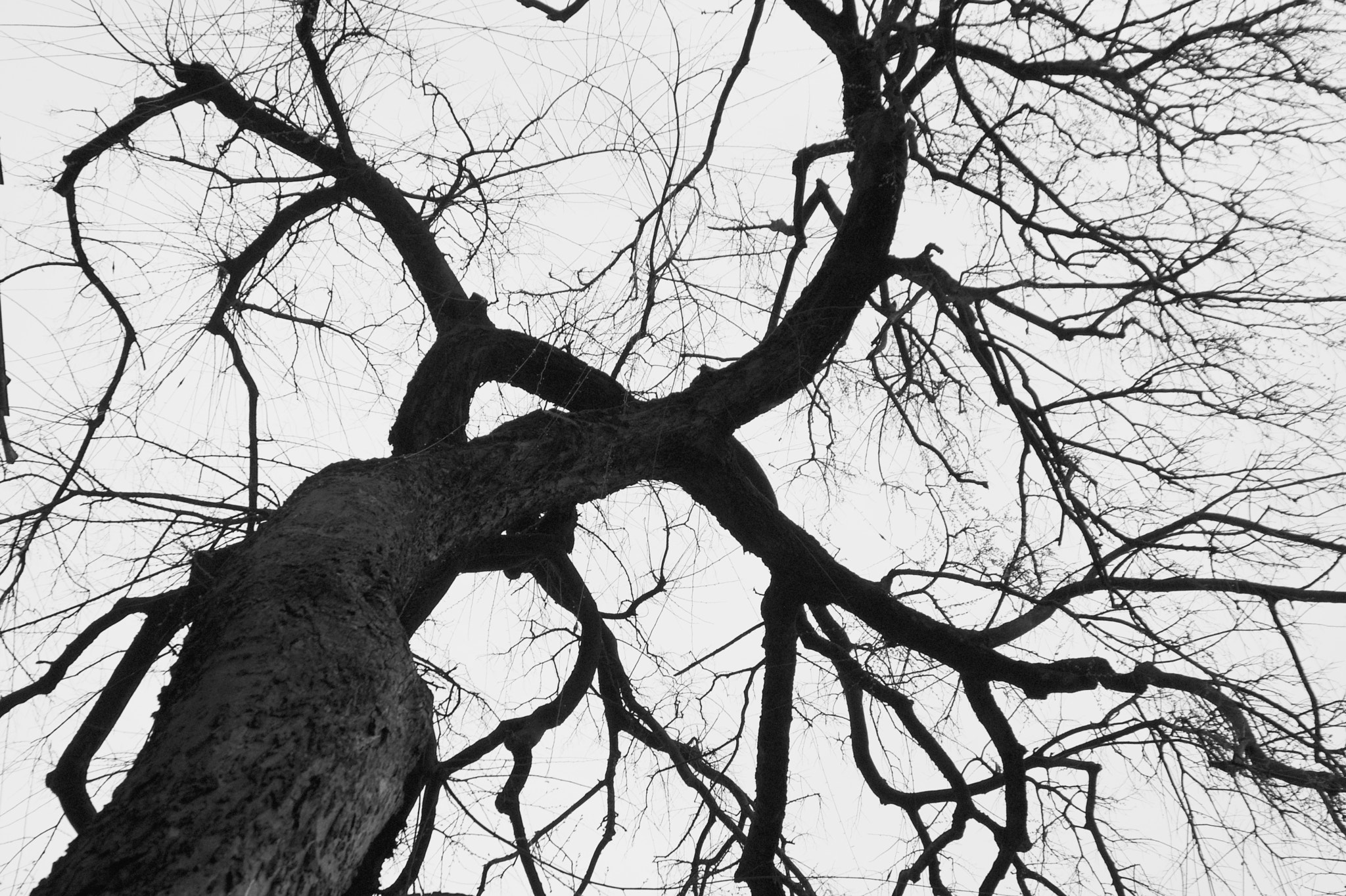 Sigma 17-70mm F2.8-4 DC Macro OS HSM sample photo. Tree photography