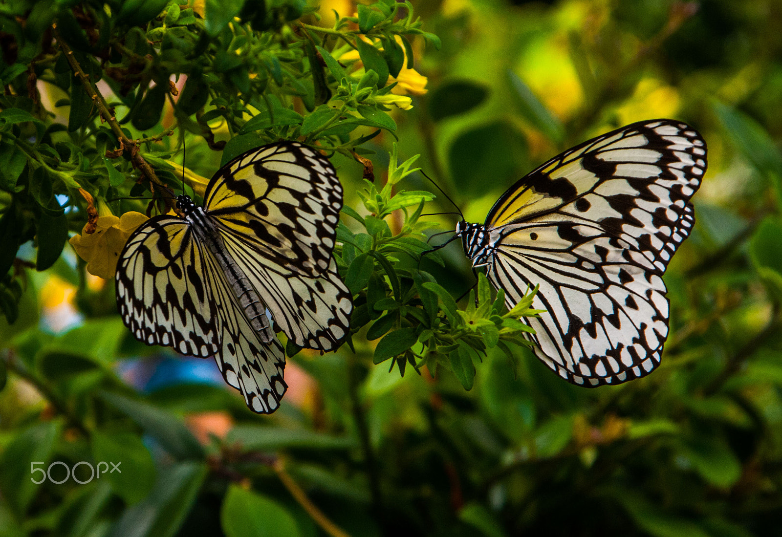 Nikon D200 sample photo. Buttafly photography