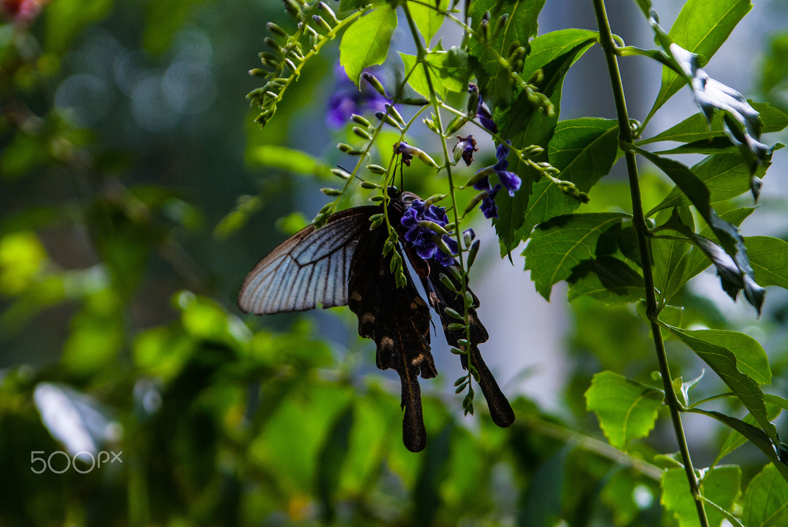 Nikon D200 sample photo. Buttafly photography