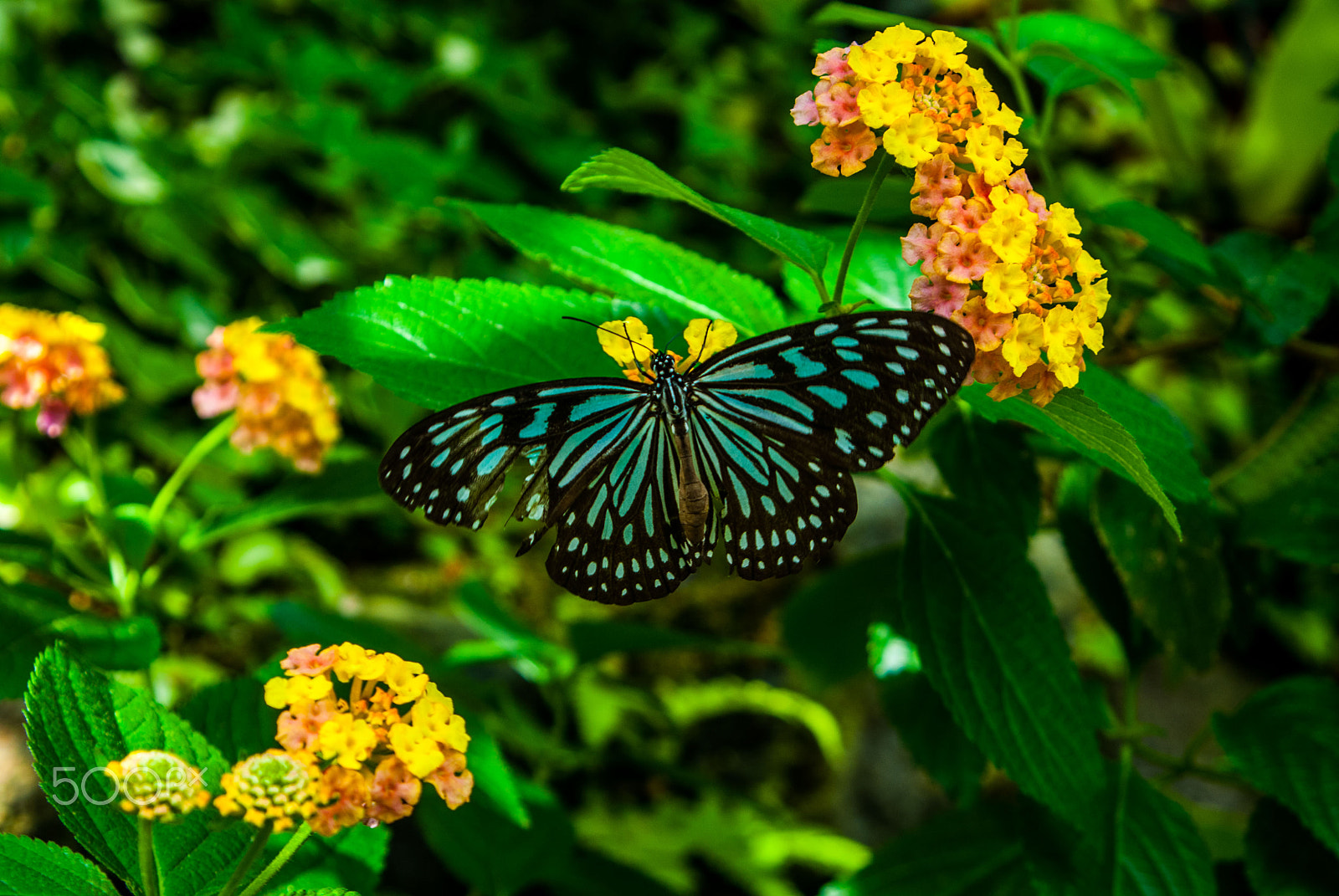 Nikon D200 sample photo. Buttafly photography