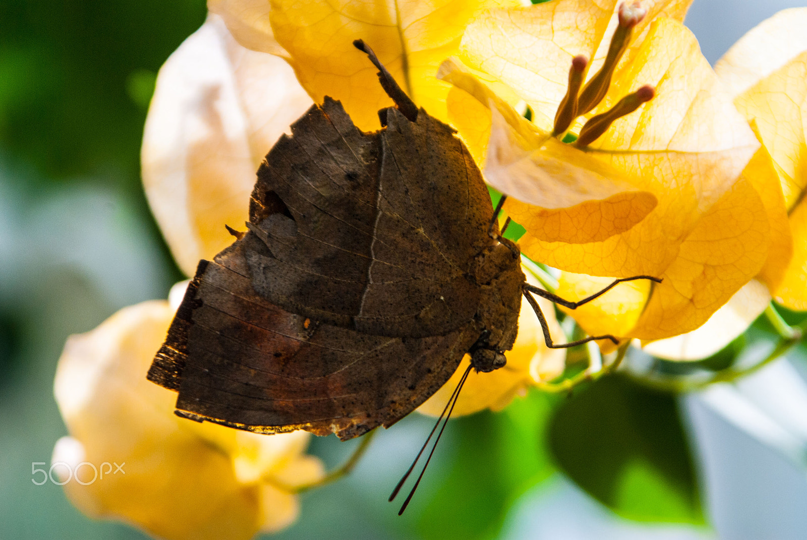 Nikon D200 sample photo. Buttafly photography