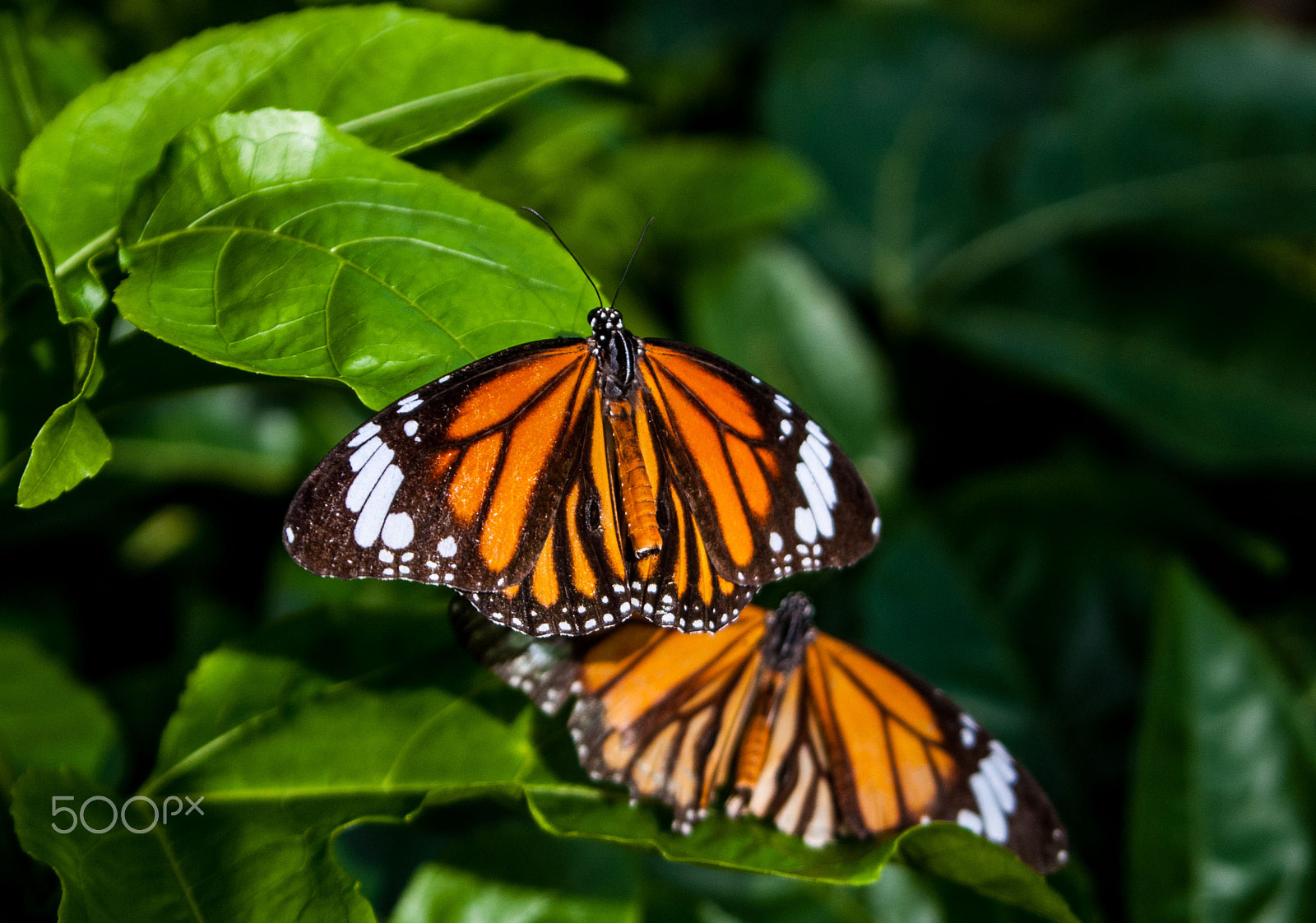 Nikon D200 sample photo. Buttafly photography