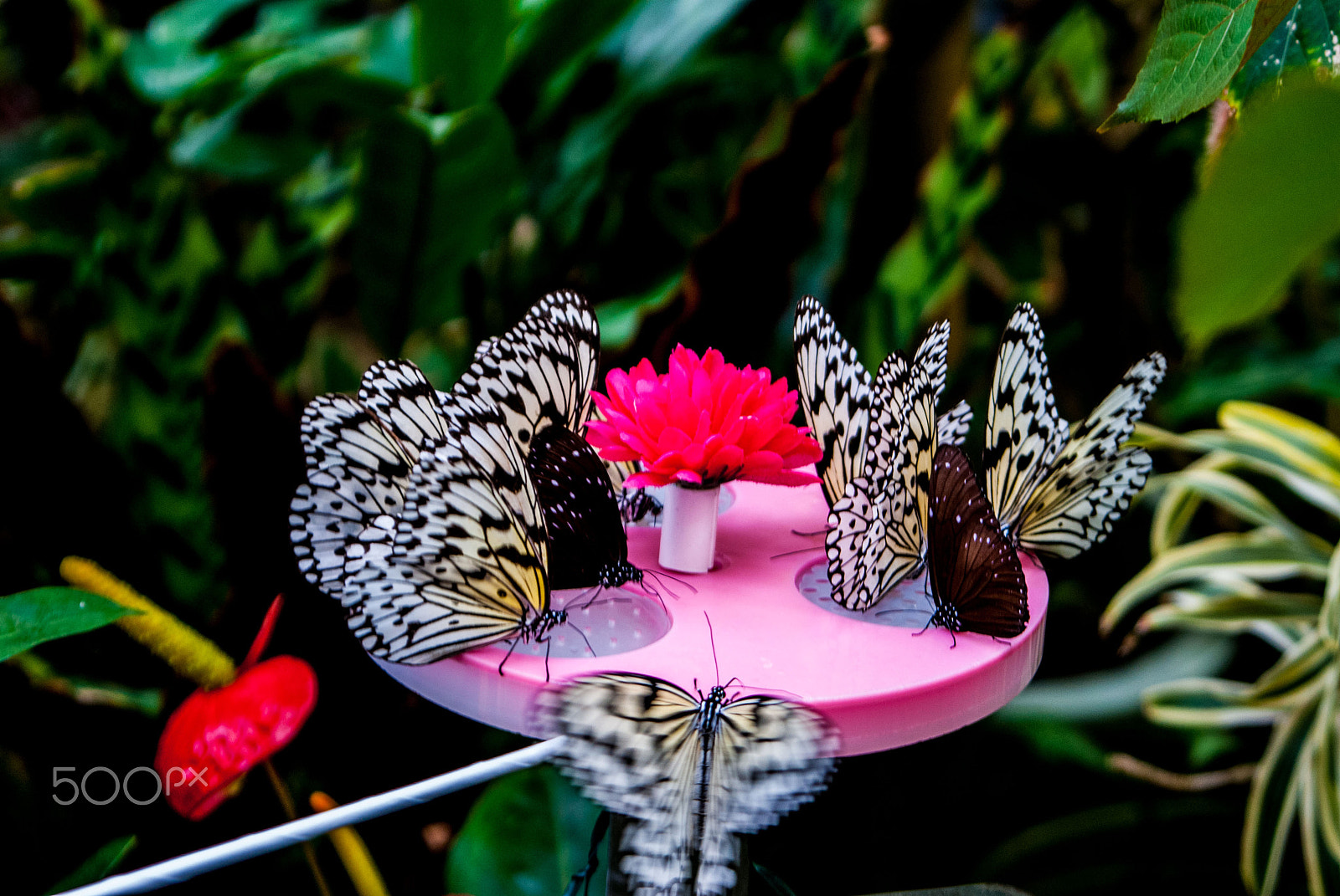 Nikon D200 sample photo. Buttafly photography