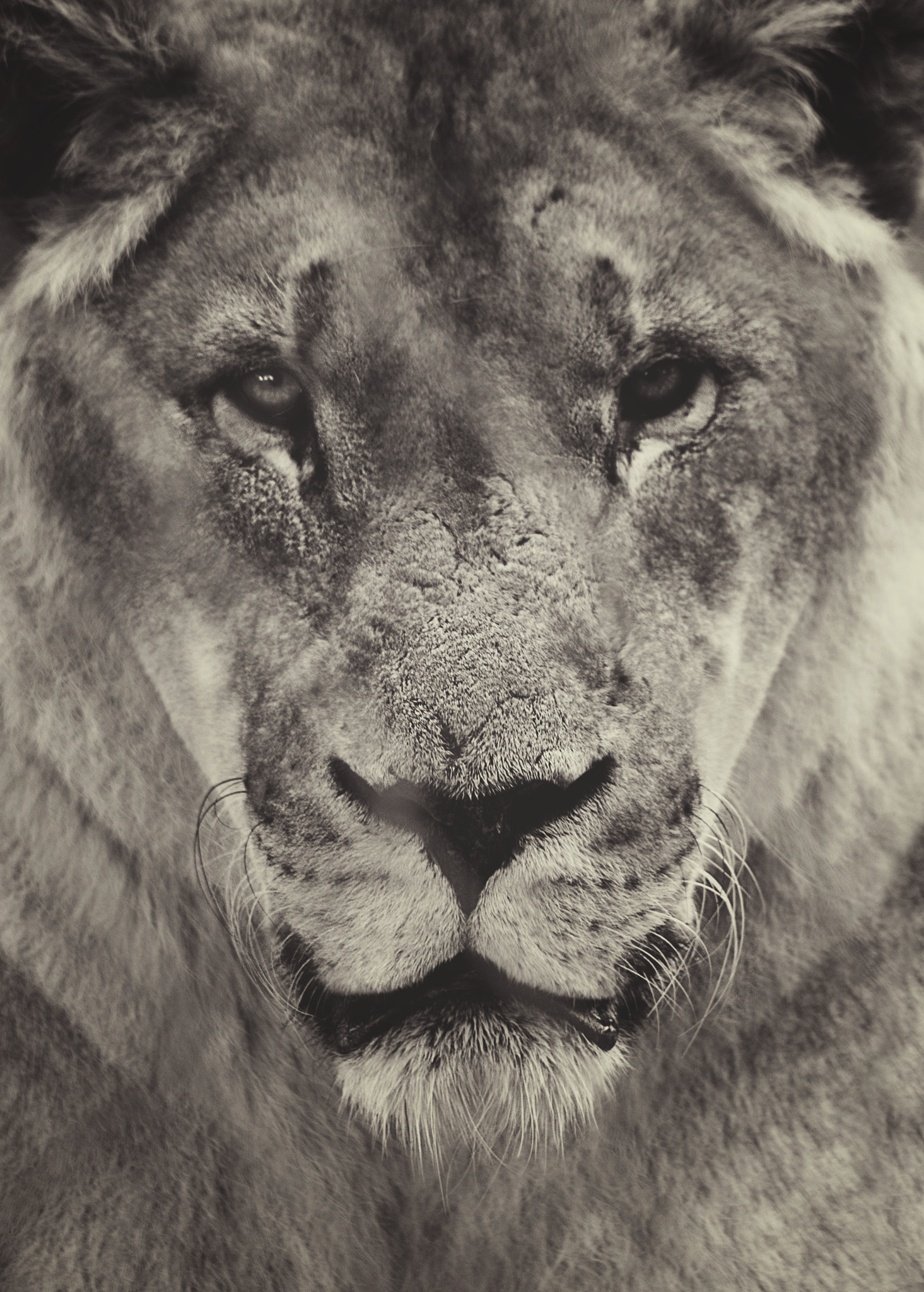 Canon EF 90-300mm F4.5-5.6 sample photo. Fear photography