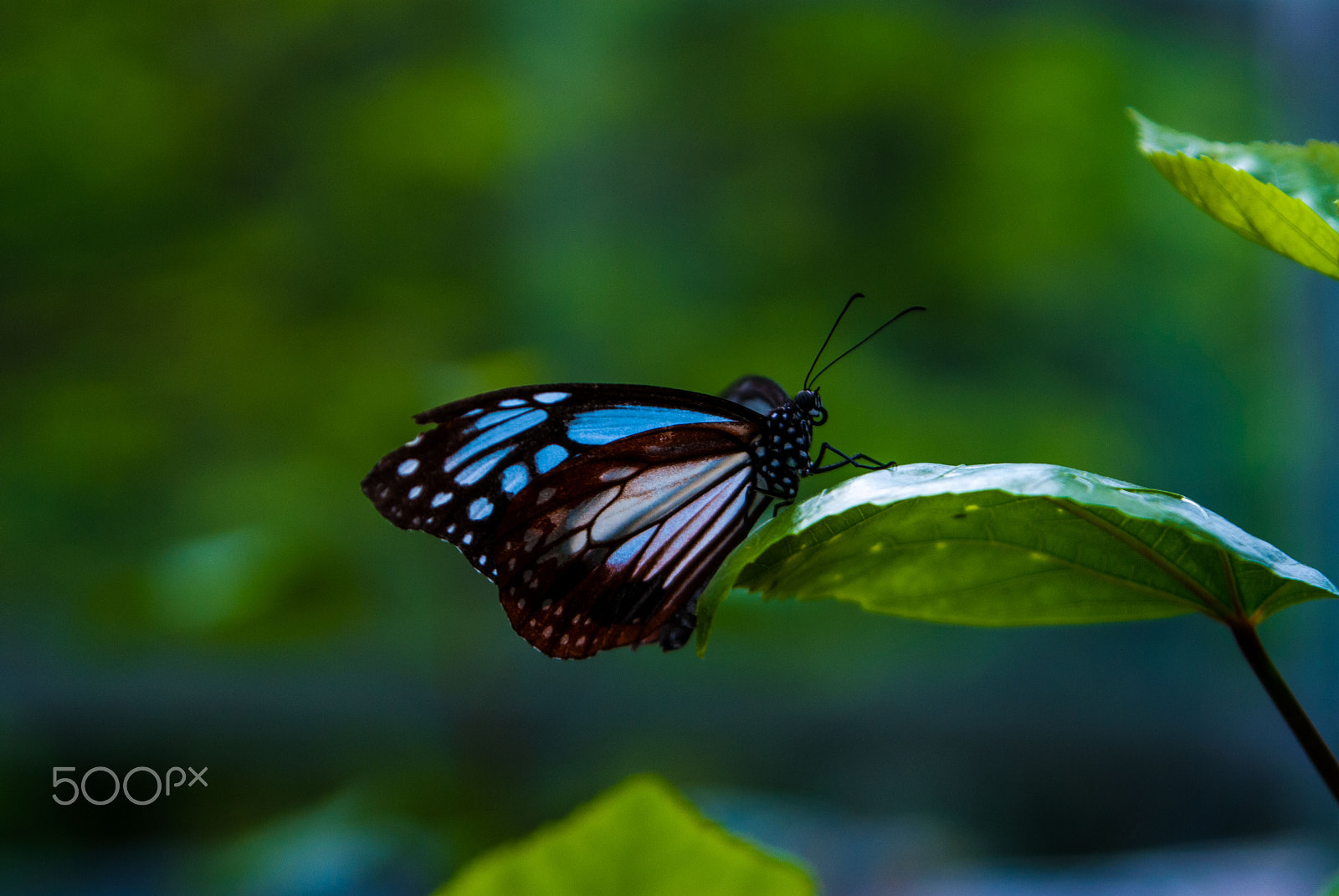 Nikon D200 sample photo. Buttafly photography