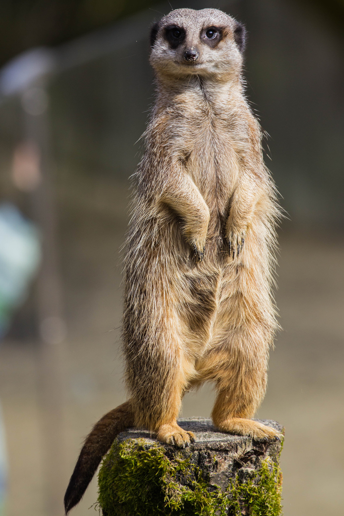 Canon EF 70-300mm F4-5.6L IS USM sample photo. Meerkats life photography