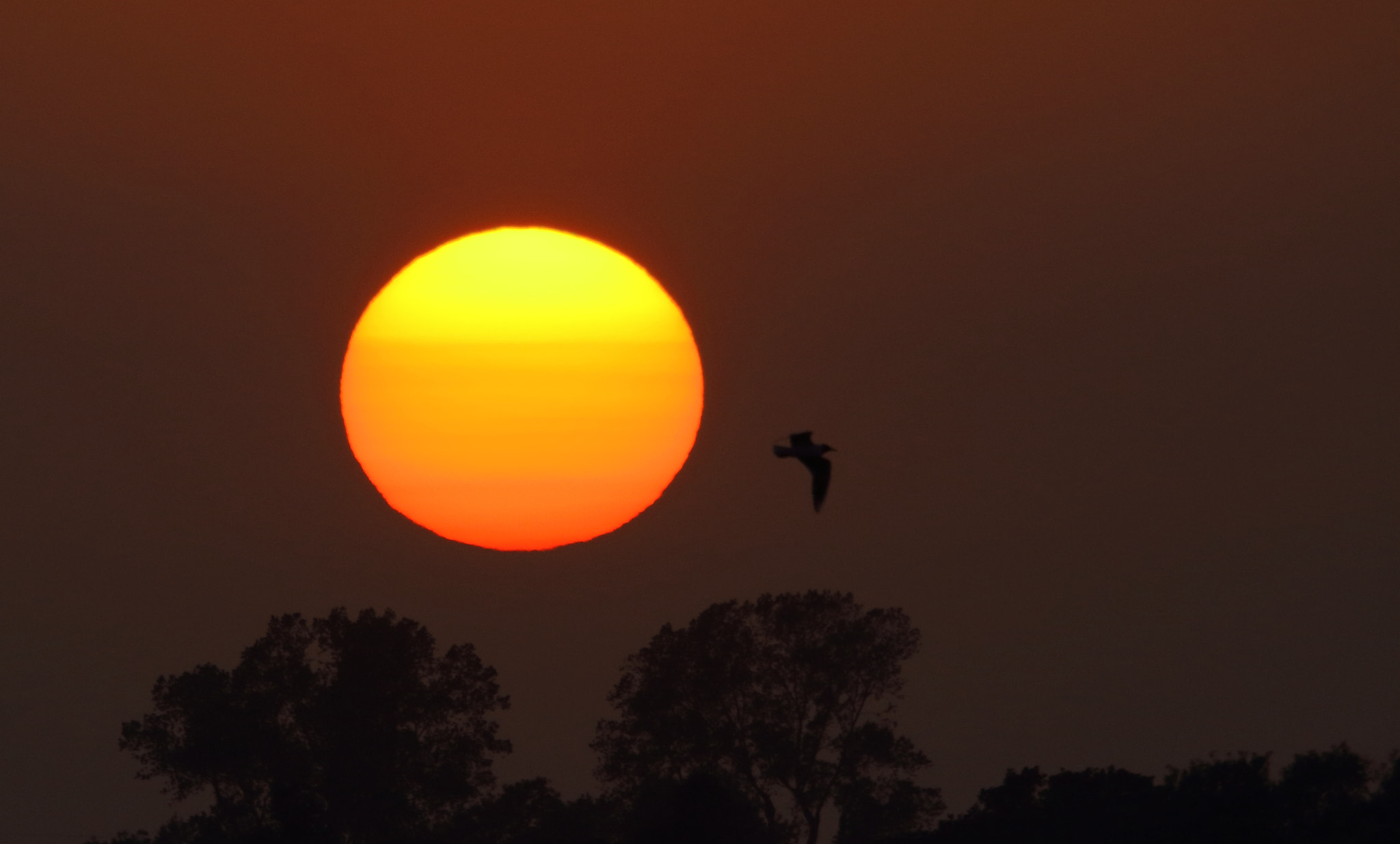 Sigma 150-500mm F5-6.3 DG OS HSM sample photo. A sunset earlier this month. taken from heybridge basin in essex, uk. photography