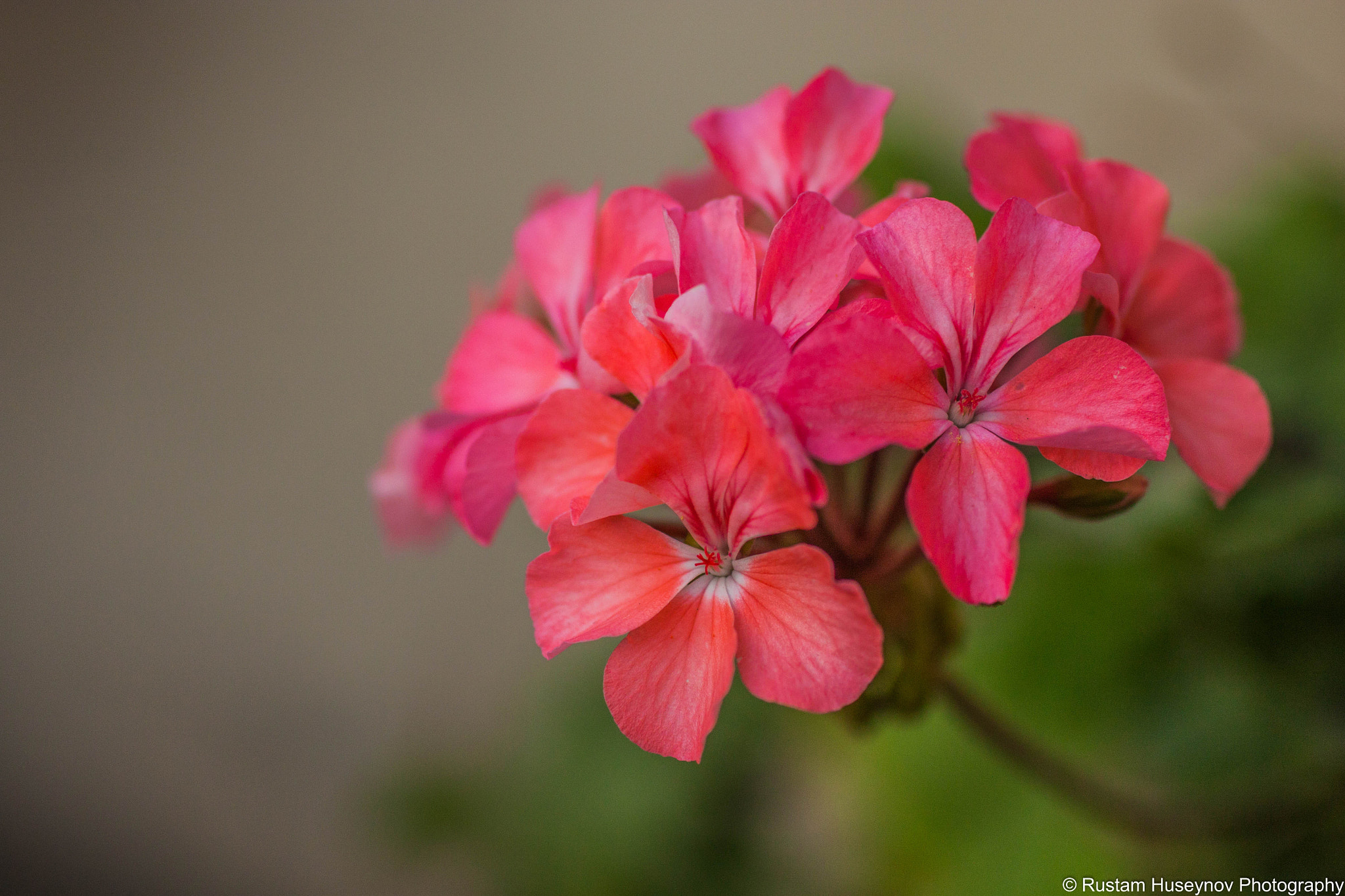 Sigma 50mm F1.4 EX DG HSM sample photo. Pink flowers photography