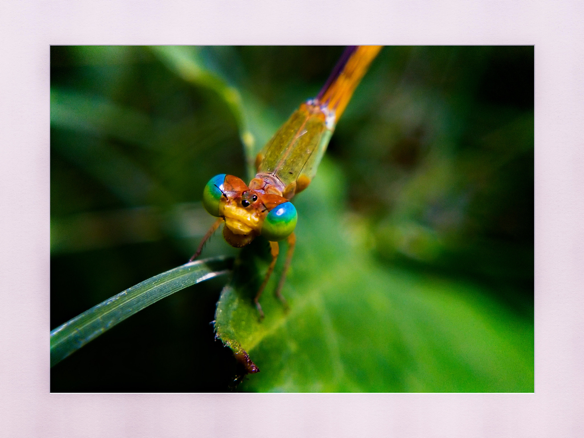 vivo Y51L sample photo. Once we accept our limits,
we go beyond them.

~albert einstein 
 photography