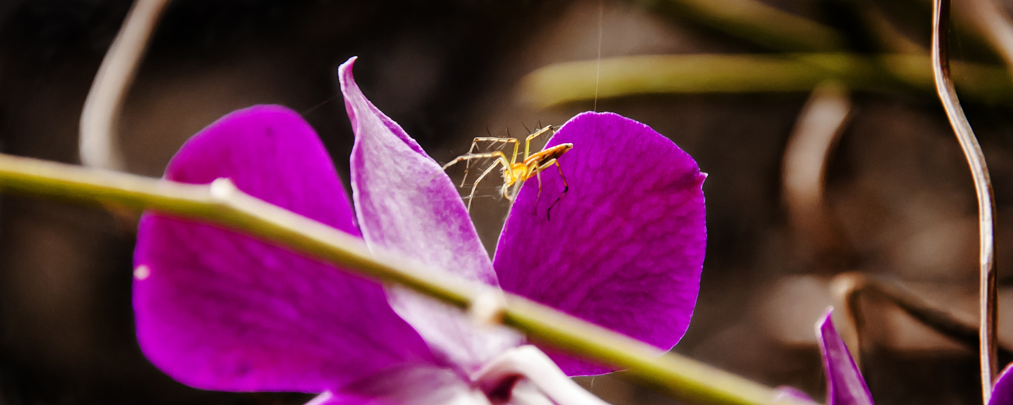 Nikon D50 sample photo. Spider on a purple orchid photography