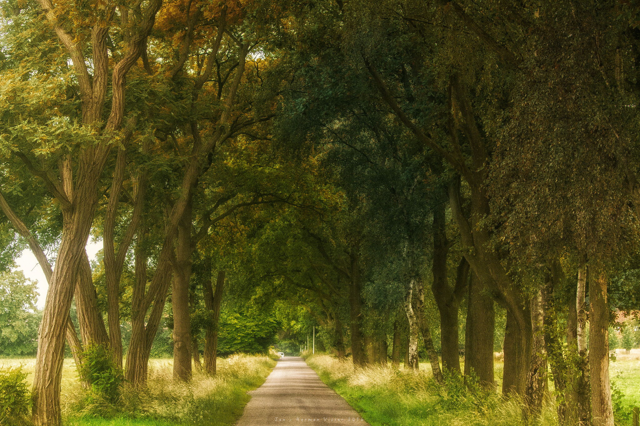 Canon EF 50-200mm f/3.5-4.5 sample photo. Avenue of trees.. photography