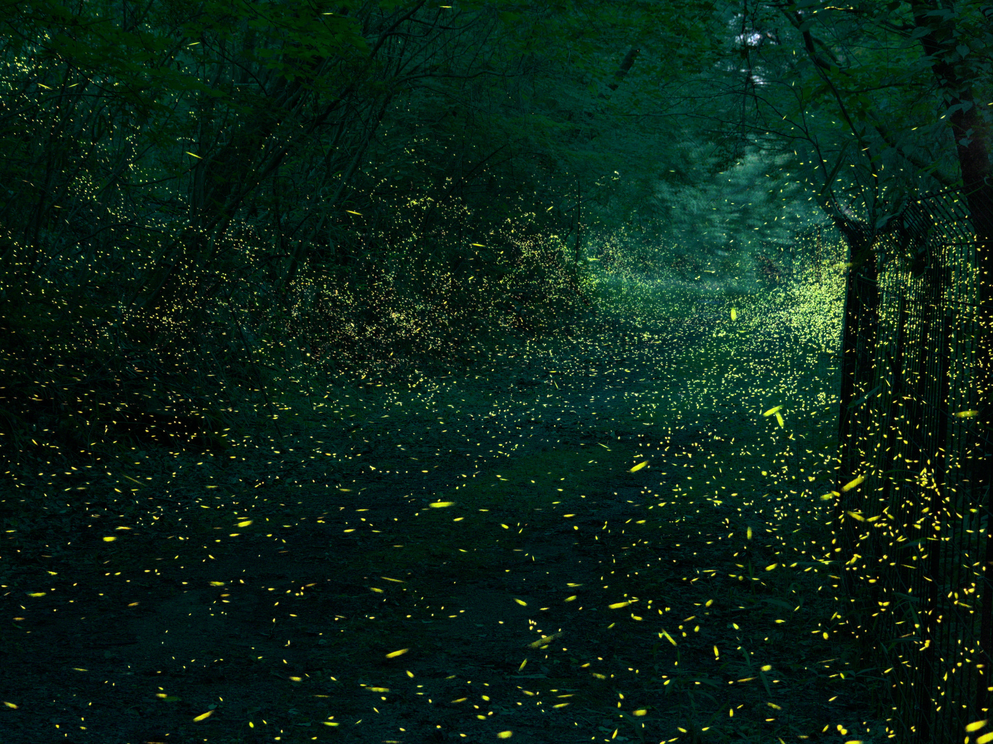 Pentax Q7 sample photo. No one knows photography