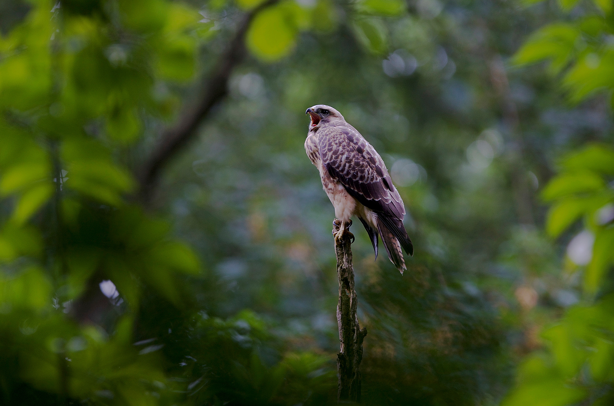 Canon EOS-1Ds Mark III + Canon EF 300mm F2.8L IS USM sample photo. Bird of prey photography