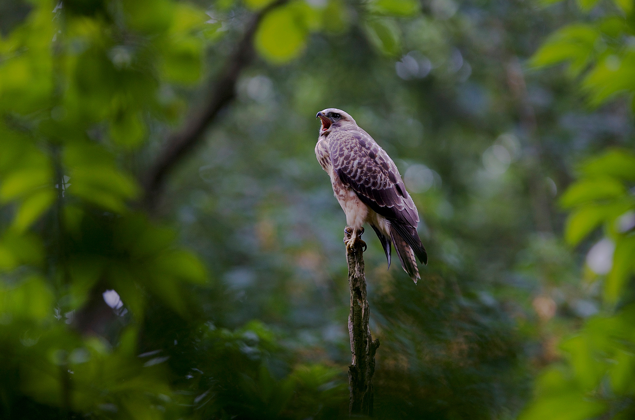 Canon EF 300mm F2.8L IS USM sample photo. Bird of prey photography