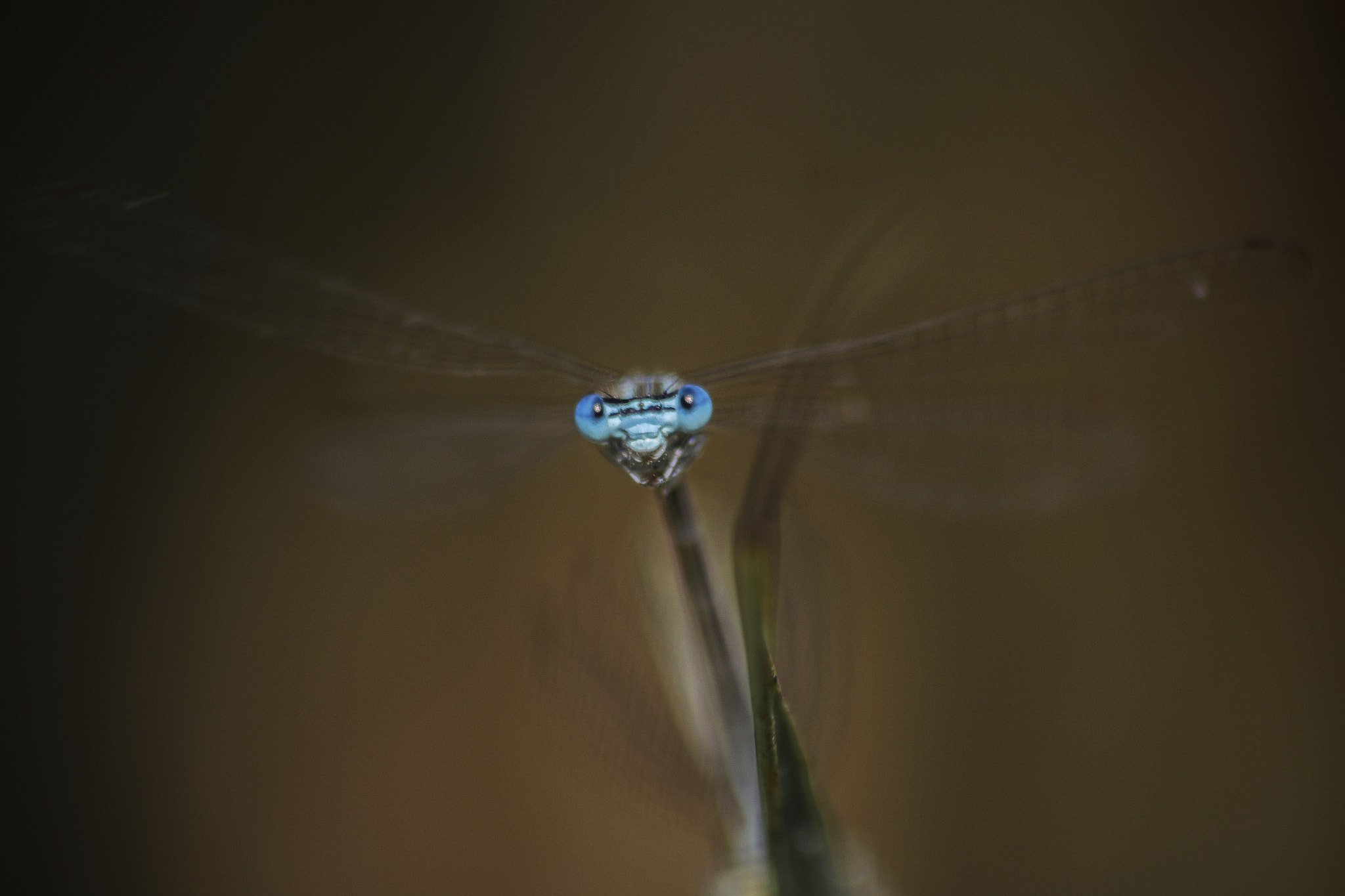 Sigma 70-300mm F4-5.6 APO DG Macro sample photo. Blue eyes photography