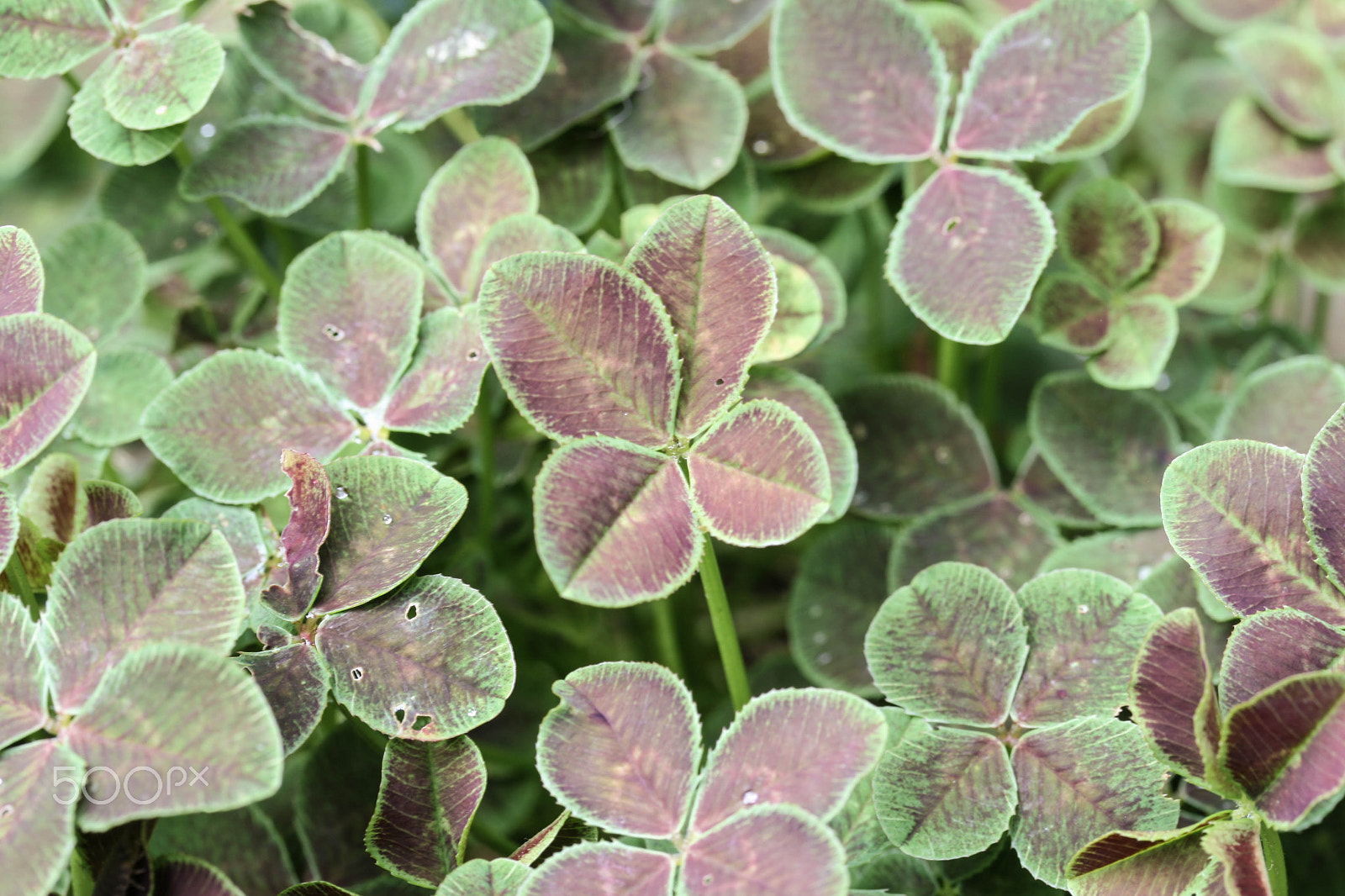 Canon EF-S 60mm F2.8 Macro USM sample photo. Four leaf clover photography
