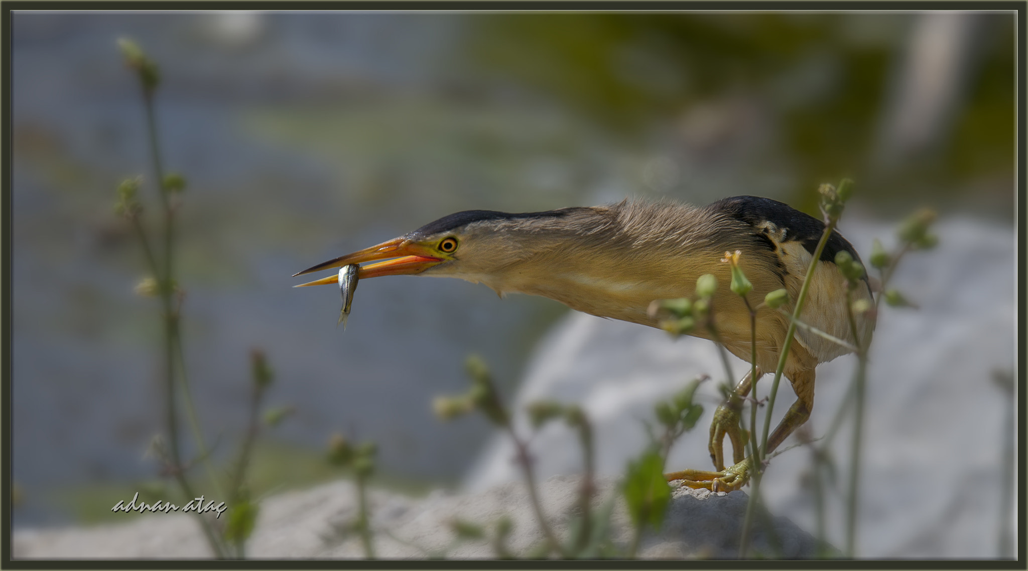 Sigma 150-600mm F5-6.3 DG OS HSM | S sample photo. Küçük balaban - little bittern - ixobrychus minutus photography