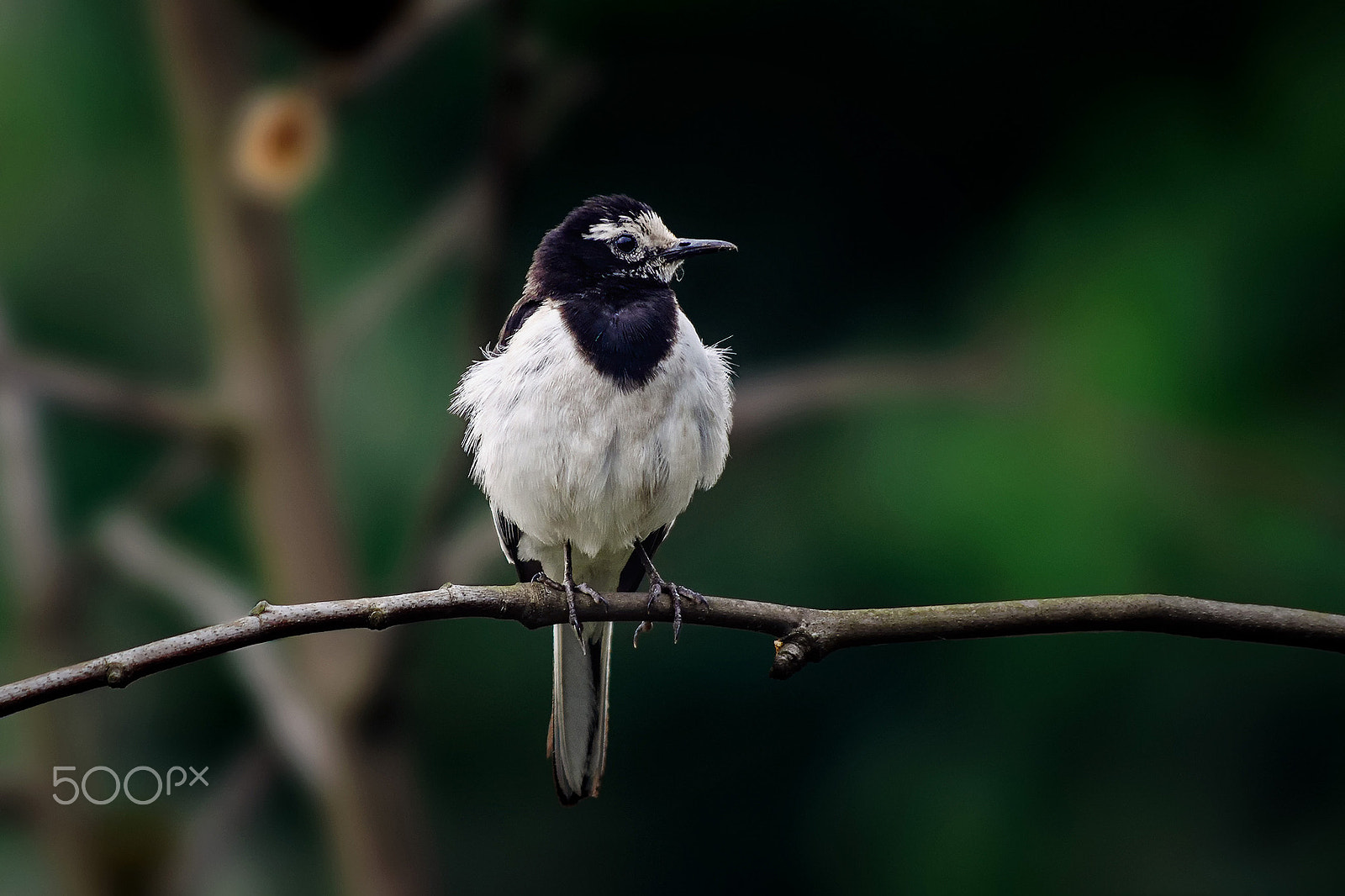 smc PENTAX-DA L 55-300mm F4-5.8 ED sample photo. White wagtail photography