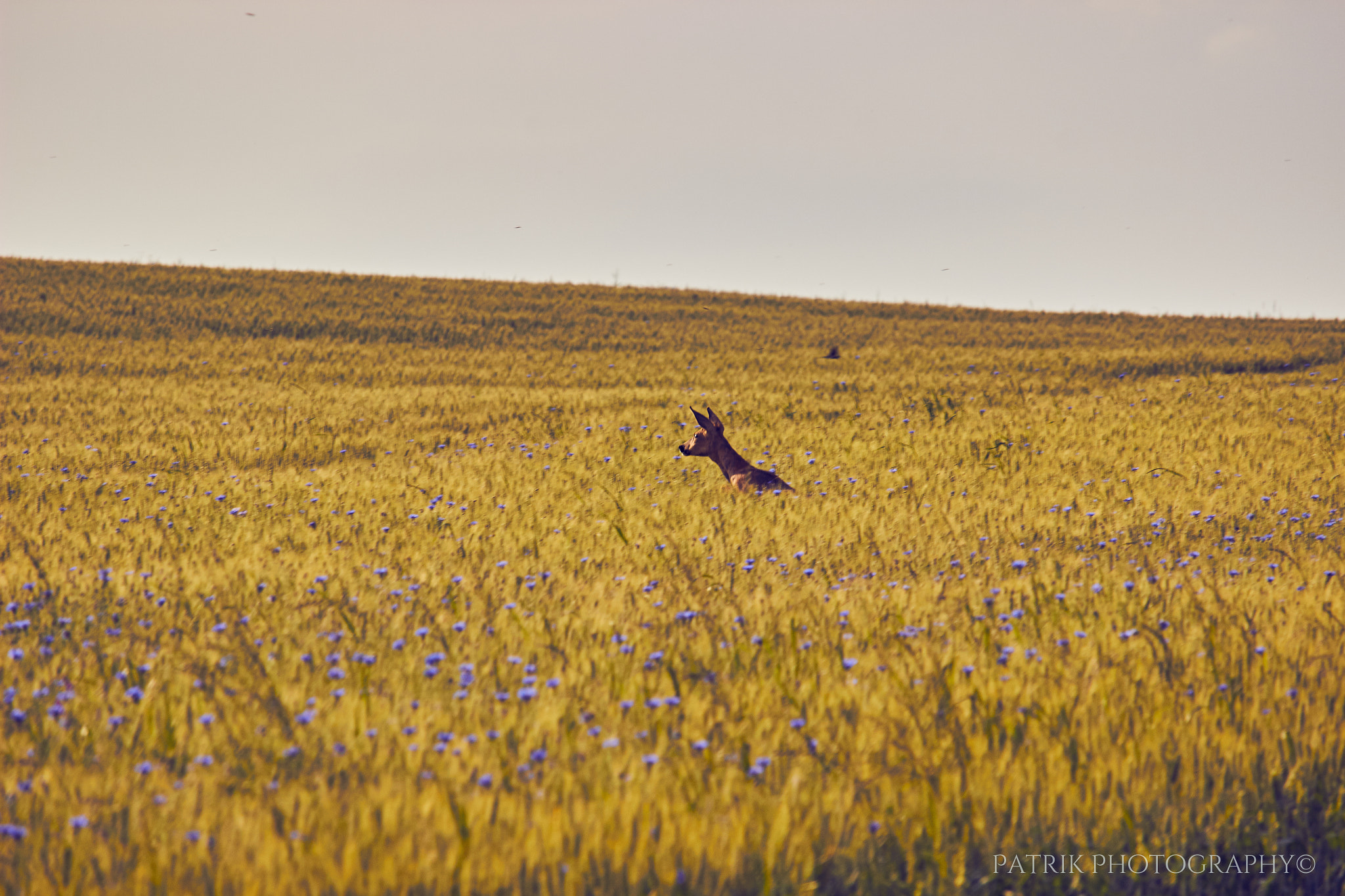 Canon EF-S 55-250mm F4-5.6 IS STM sample photo. Jump into nature photography
