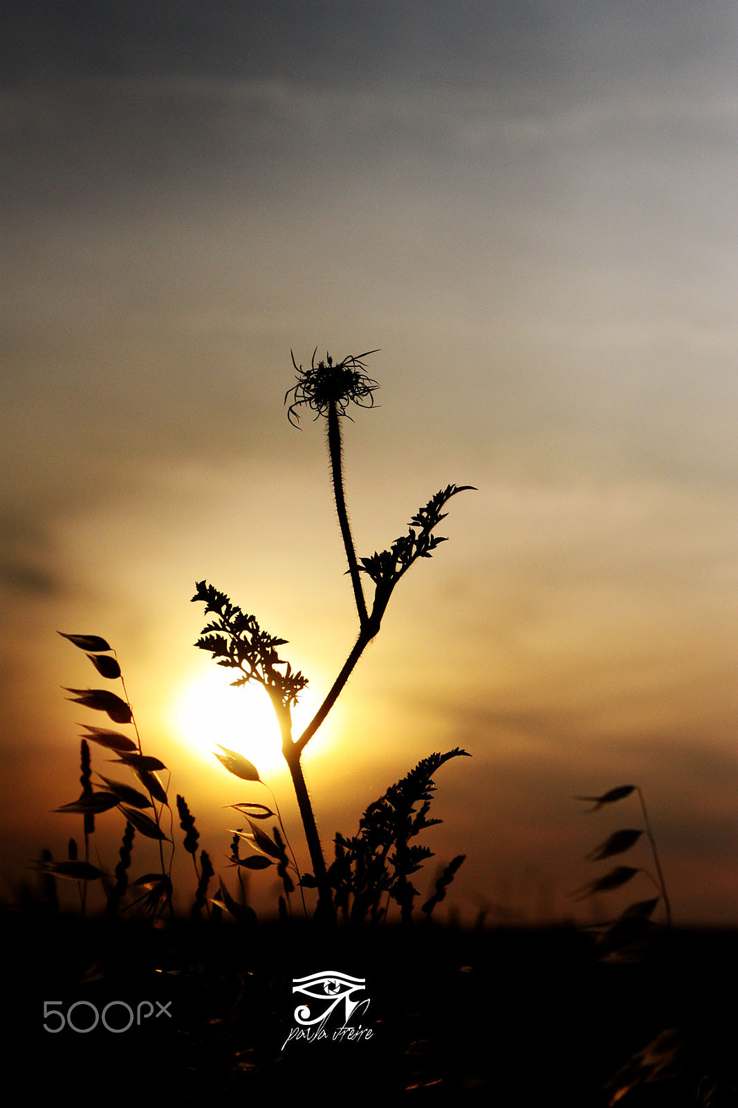 Canon EF 28-105mm f/3.5-4.5 USM sample photo. Carota photography