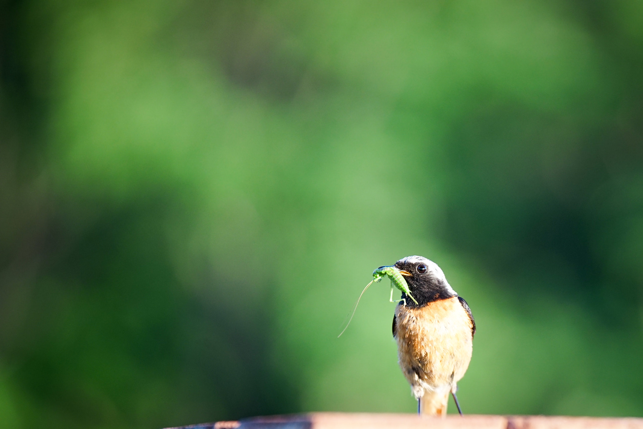 Tamron SP 70-200mm F2.8 Di VC USD sample photo. Yum yum photography