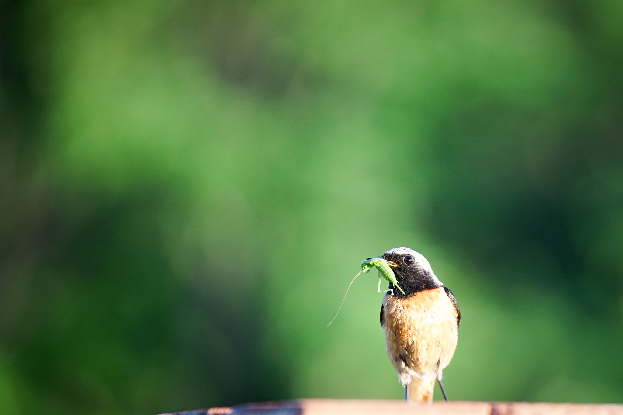 Sony a7 II + Tamron SP 70-200mm F2.8 Di VC USD sample photo. Yum yum photography