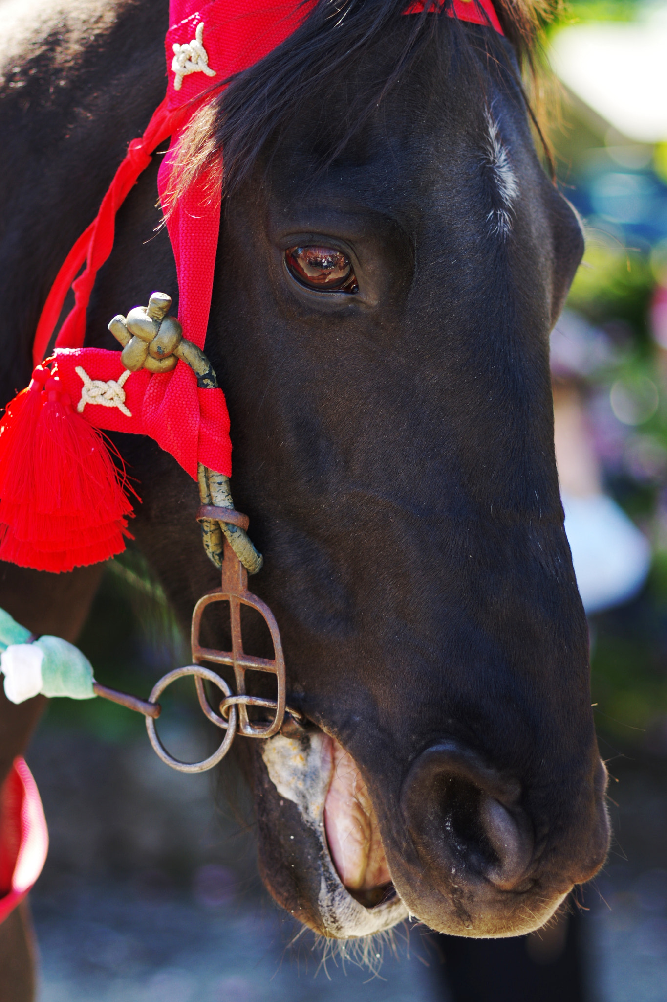 Pentax K-3 + Pentax smc DA* 55mm F1.4 SDM sample photo. Horse photography