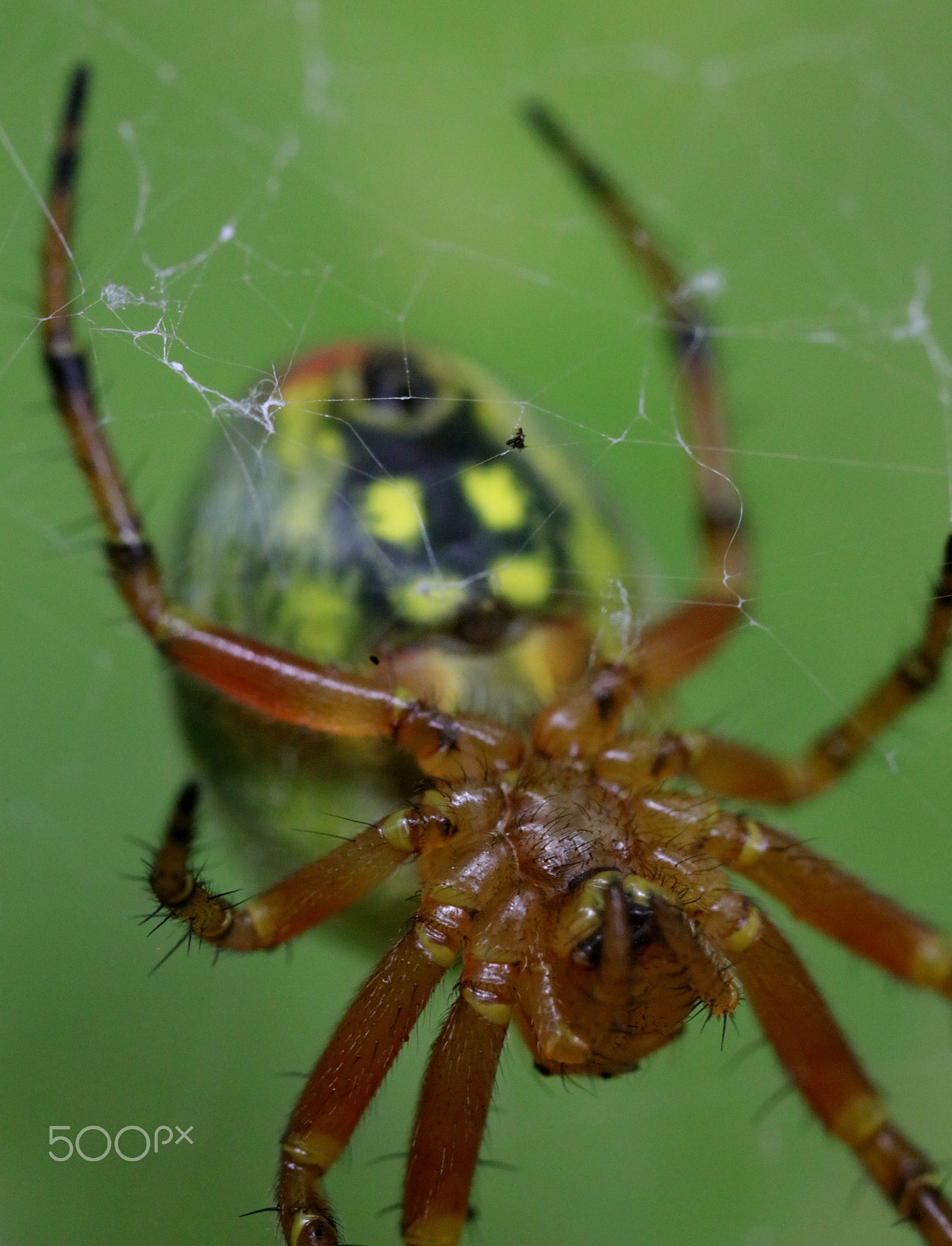 Canon MP-E 65mm F2.5 1-5x Macro Photo sample photo. Patient hunter photography