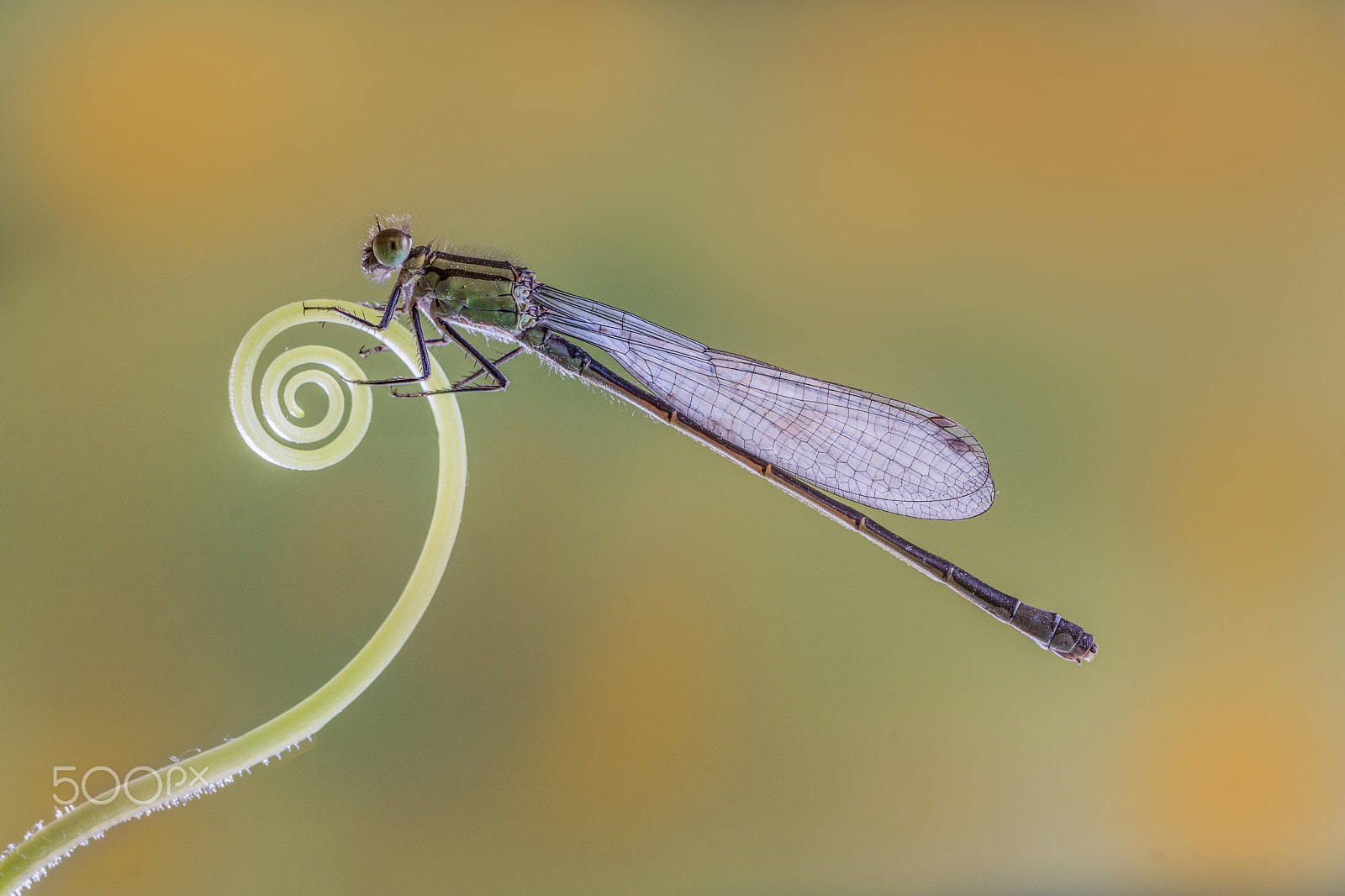 Sony 100mm F2.8 Macro sample photo. Perfection photography