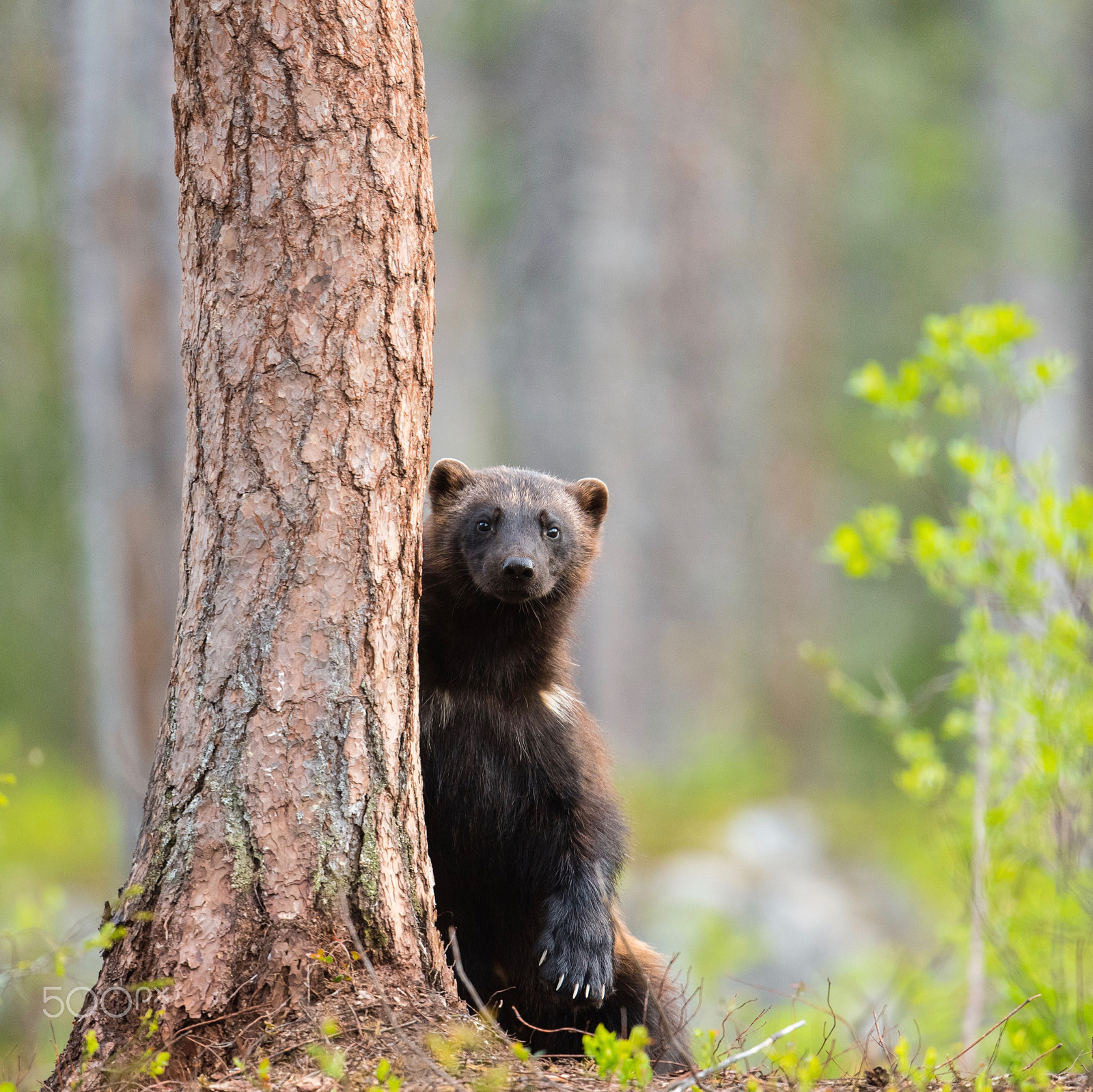 Nikon D5 + Nikon AF-S Nikkor 500mm F4E FL ED VR sample photo. Wolverine photography