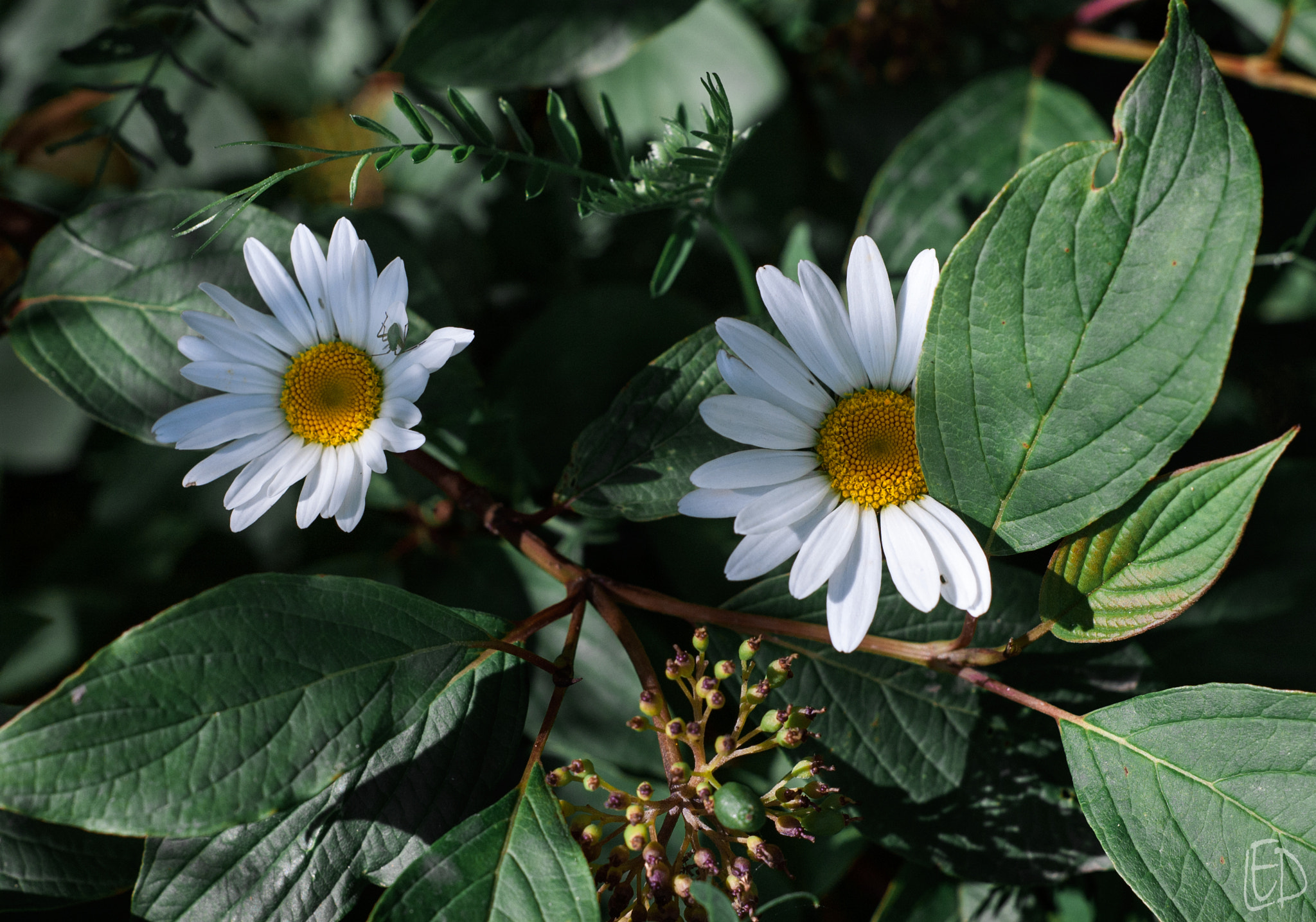 Nikon D70s + Nikon AF Nikkor 50mm F1.8D sample photo. Daisies hid photography