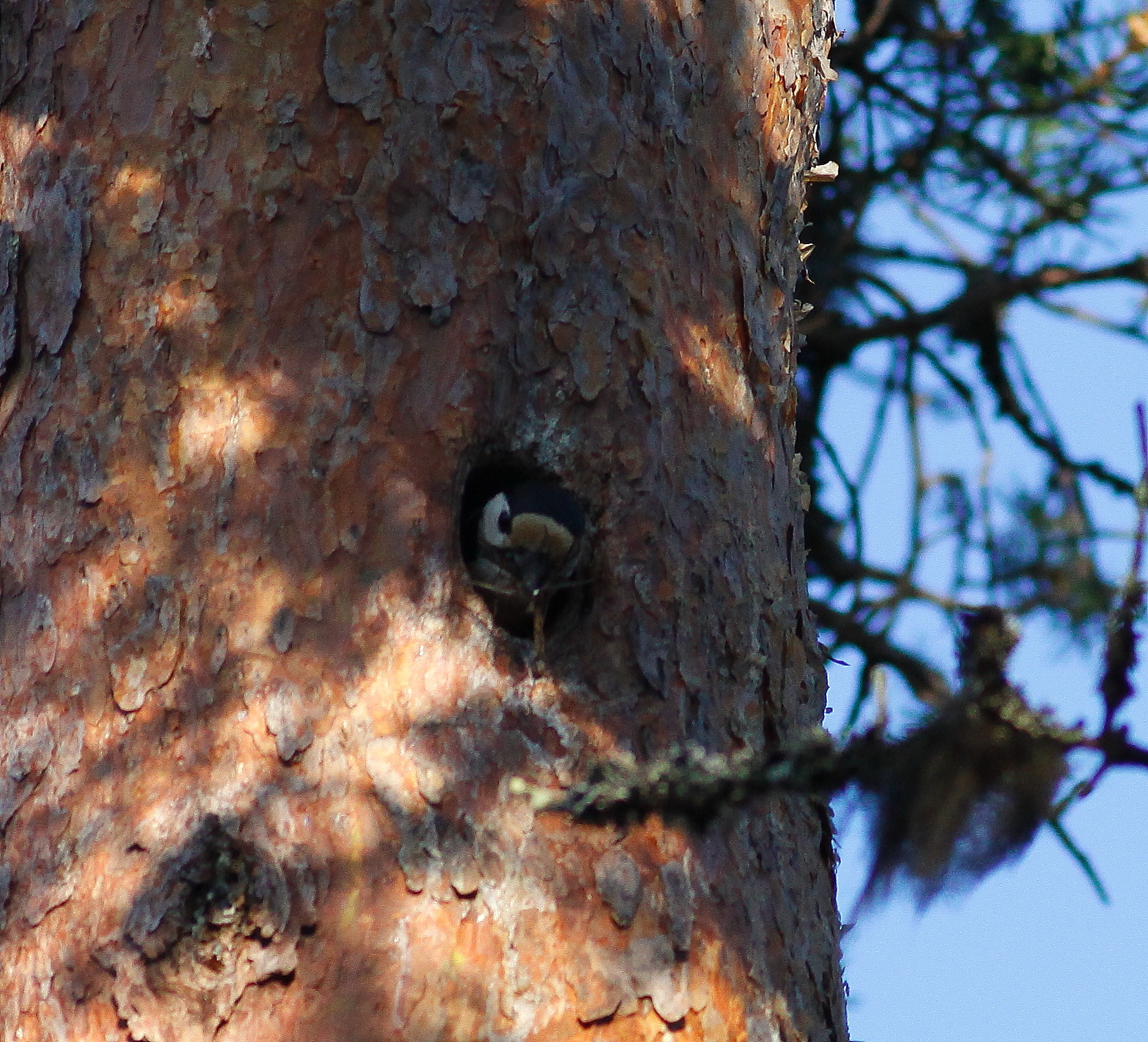 Canon EOS 50D + Canon EF 300mm F4L IS USM sample photo. Woodpecker photography