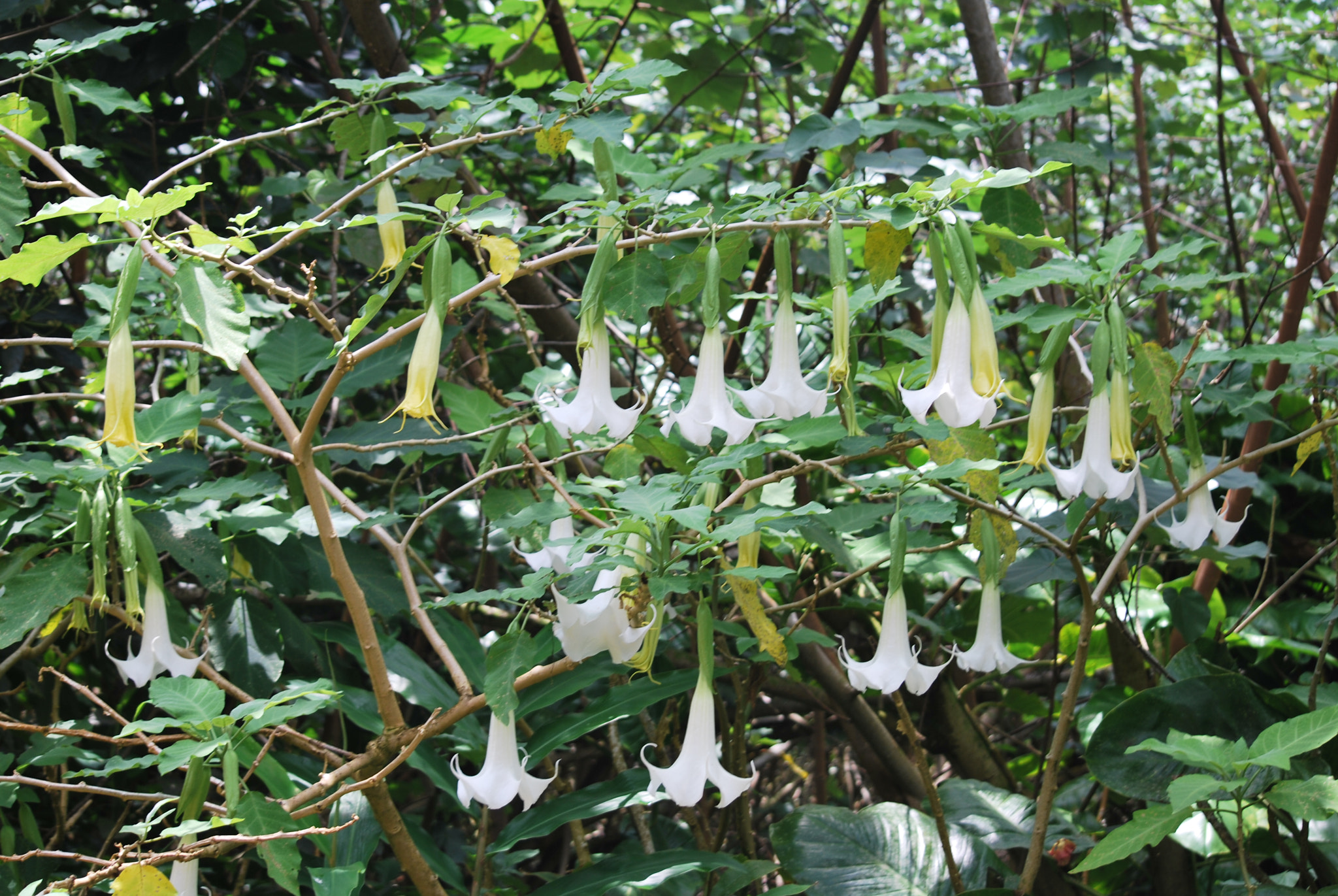 Nikon D60 sample photo. Angel's trumpets in wailua ... photography
