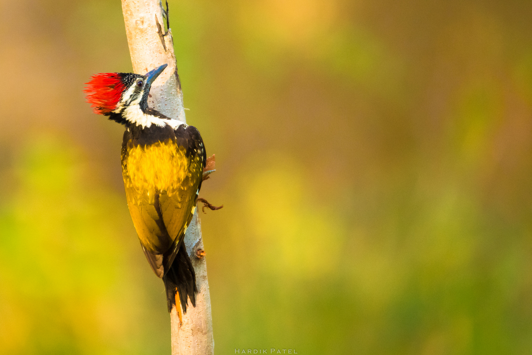 Nikon D5 sample photo. Lesser goldenback woodpeacker photography