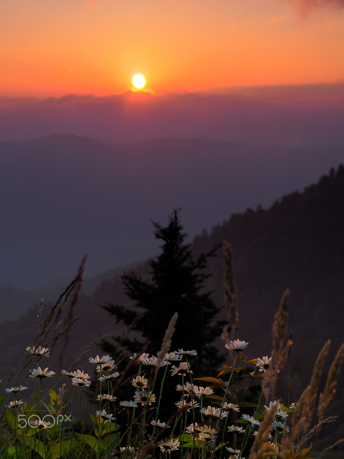Olympus OM-D E-M10 II sample photo. Rize and shine. photography