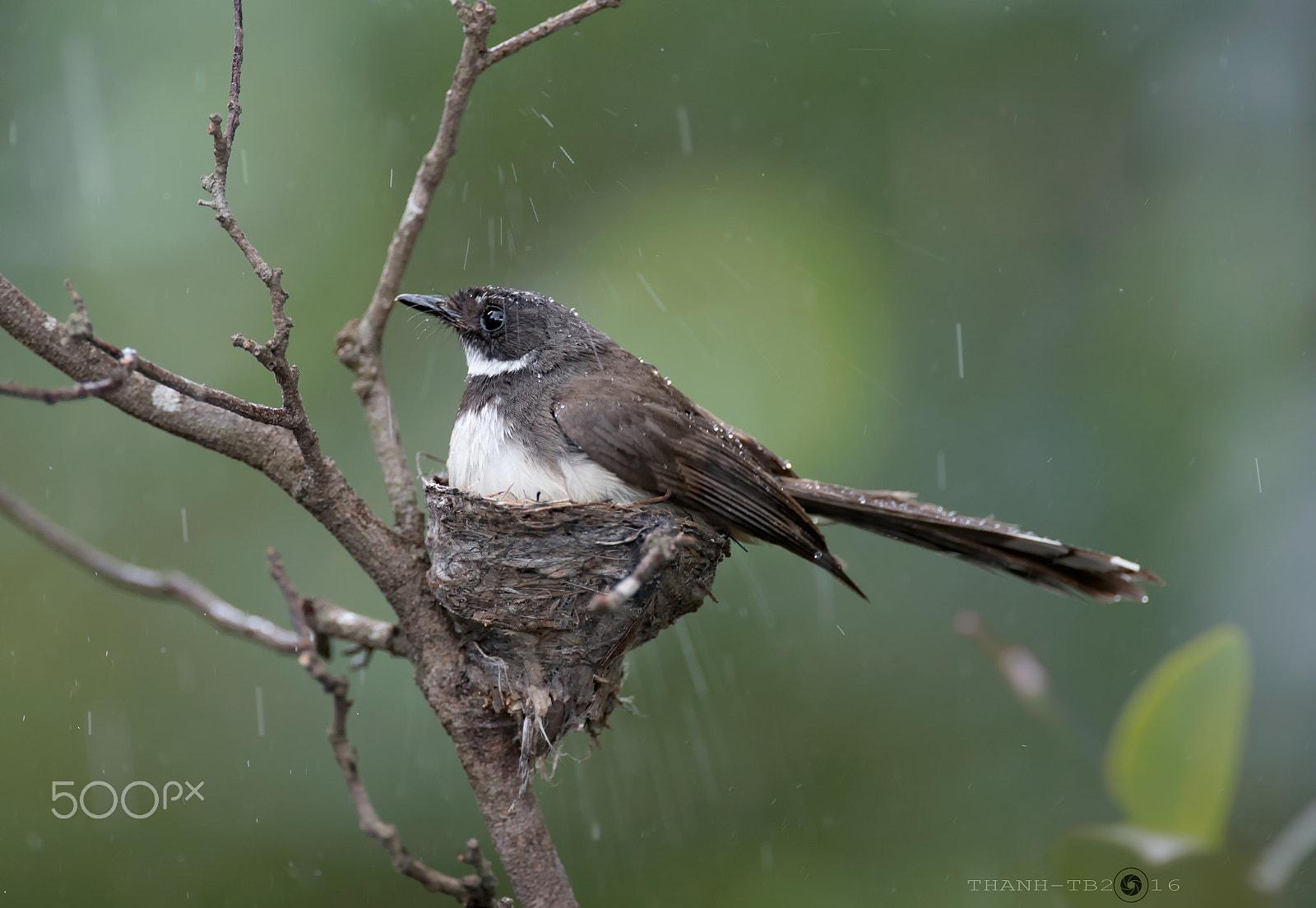 Nikon AF-S Nikkor 600mm F4D ED-IF II sample photo